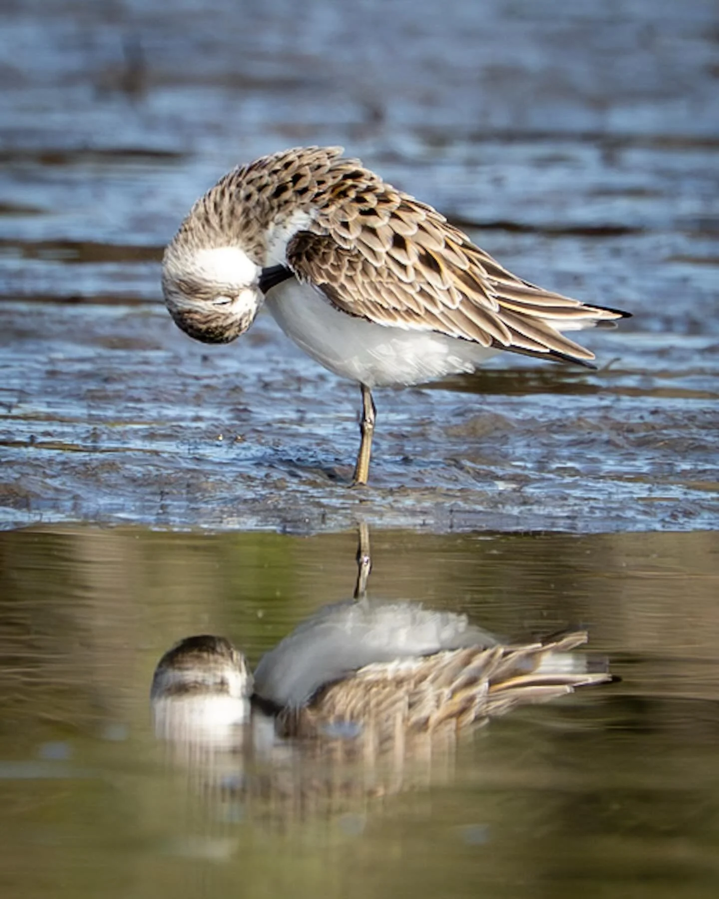 Mother&rsquo;s Day morning paddle&hellip;just hanging with Sanderlings! 
*
*
*
#sanderlings #littlecreek @suemanganphotography #morningkayaking