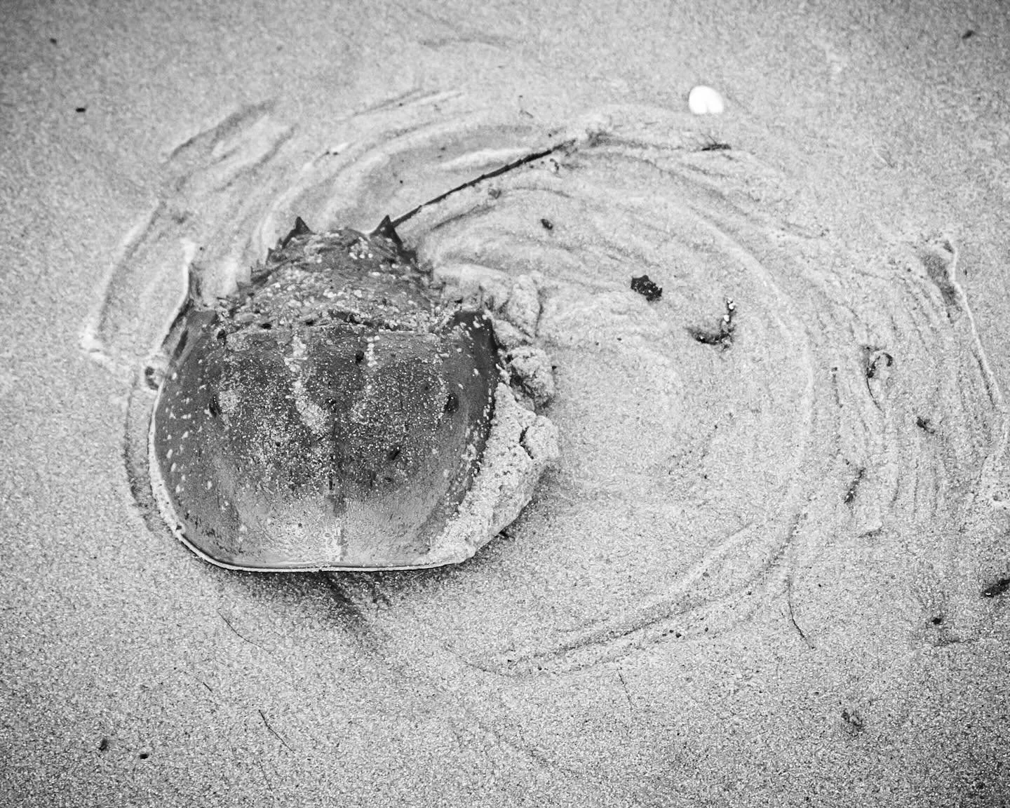 An absolute amazing expedition with @upstreamalliance in Slaughter Beach DE! The kayaking was tough, but learning about Horseshoe crabs, Red Knots and their interdependence was fascinating! Big thanks to Olivia, Ronni and Don for everything! Special 