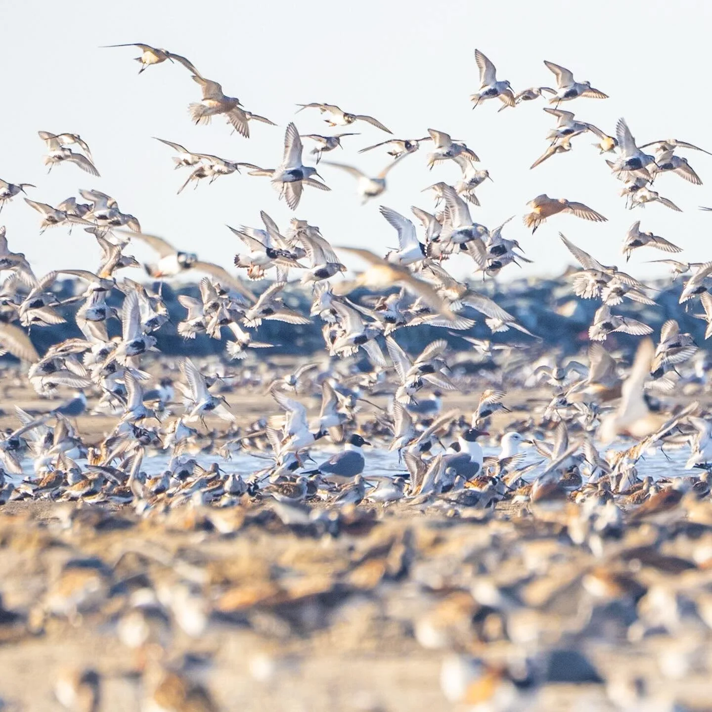 There is no way to adequately describe this chaos. There are so many birds feasting on the Horseshoe Crab eggs. It&rsquo;s a wonderful symphony of bird calls! 
*
*
*
@upstreamalliance @suemanganphotography #slaughterbeach #delaware #horseshoecrabspaw