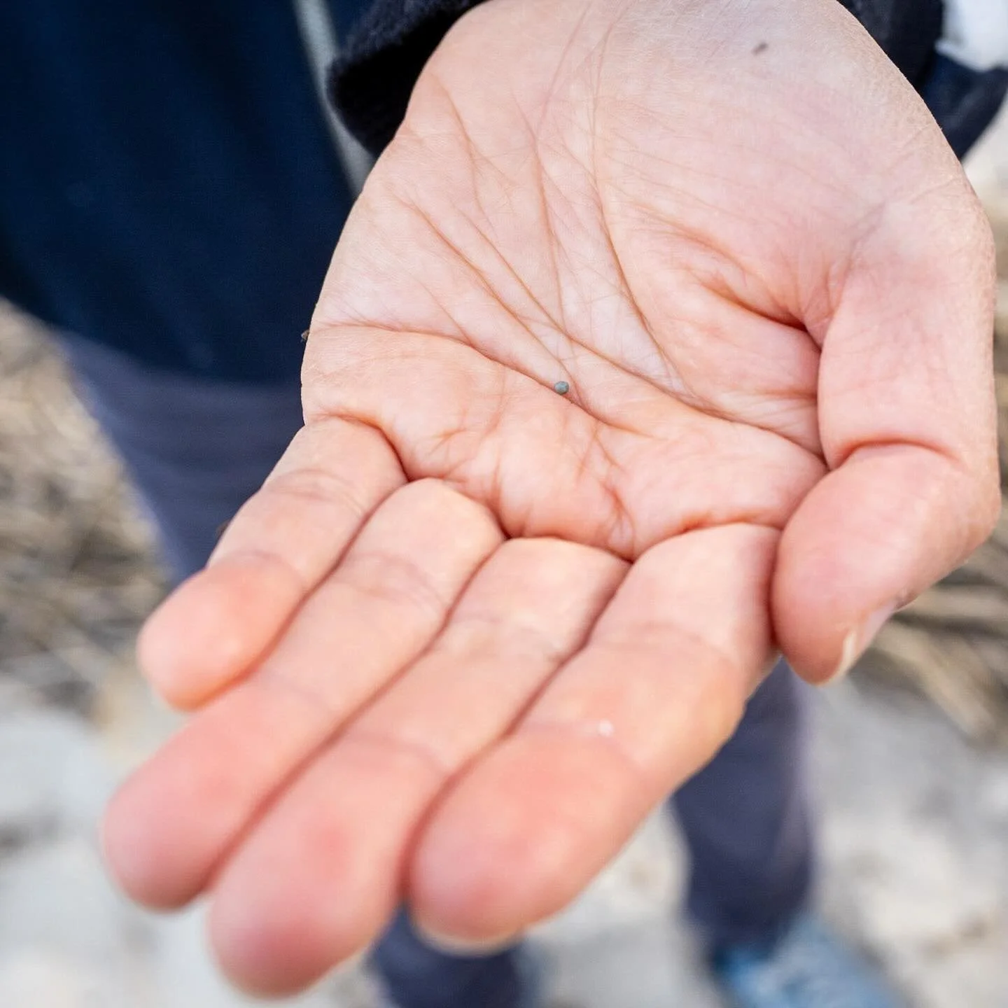 Small greenish ball = Horseshoe egg
*
*
*
@upstreamalliance @suemanganphotography #horseshoecrabspawning #slaughterbeach #delaware