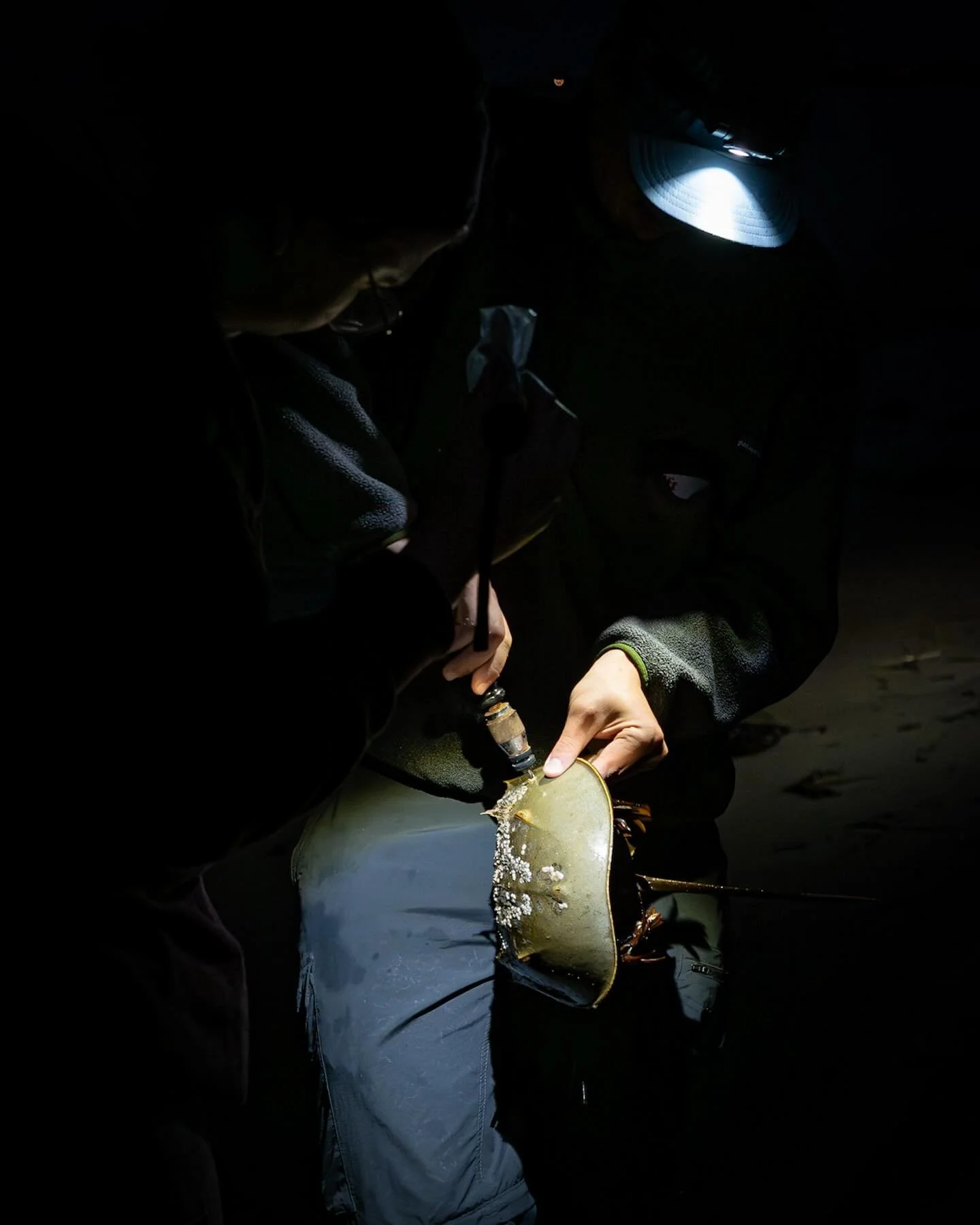 Horseshoe Crab tagging with @littoralsociety on the beach at Slaughter Beach .
*
*
*
@upstreamalliance @suemanganphotography #horseshoecrabspawning