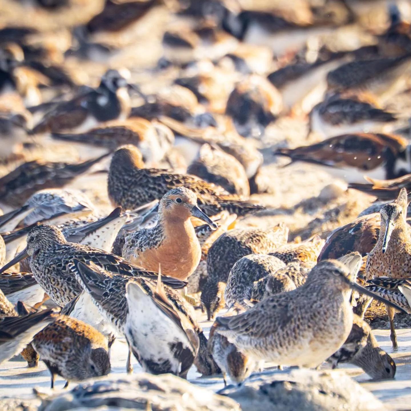 Red Knot&hellip;and Sanderlings, Black Bellied Plovers, Willets, Black-necked Stilt, Ruddy Turnstone et al
*
*
*
@upstreamalliance @audubonsociety #redknot #horseshoecrabspawning #delaware #slaughterbeach @suemanganphotography