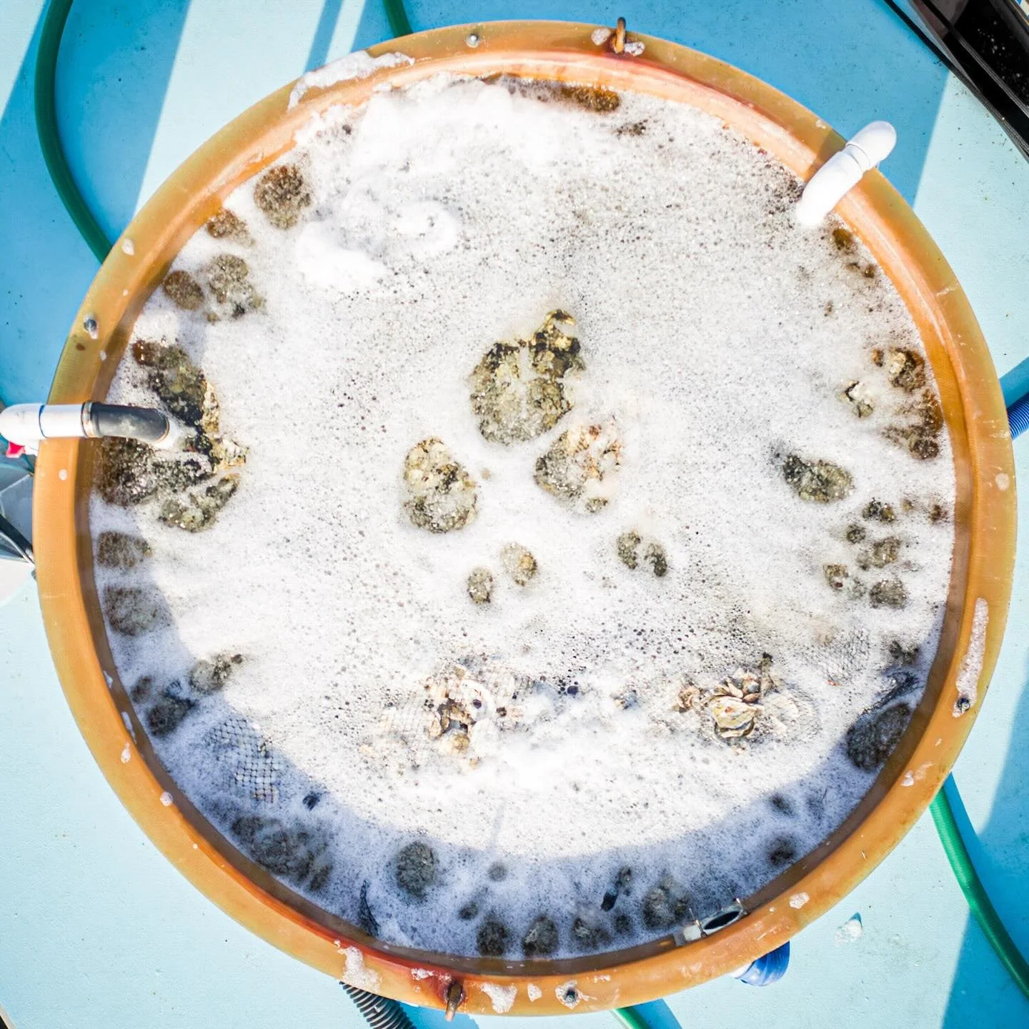 Spat circulating in the tank of shell. Baby oysters in progress! 
*
*
*
@cbf_virginia @suemanganphotography #🦪 #oysterspat