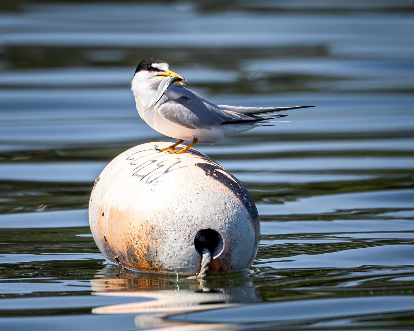 Love these Least Terns! They are the smallest of the tern family and they like to hang out along Little Creek. This one sat on the crab pot buoy waiting for her breakfast delivery! 
*
*
*
#leasttern @audubonsociety #littlecreek #norfolkva @suemanganp