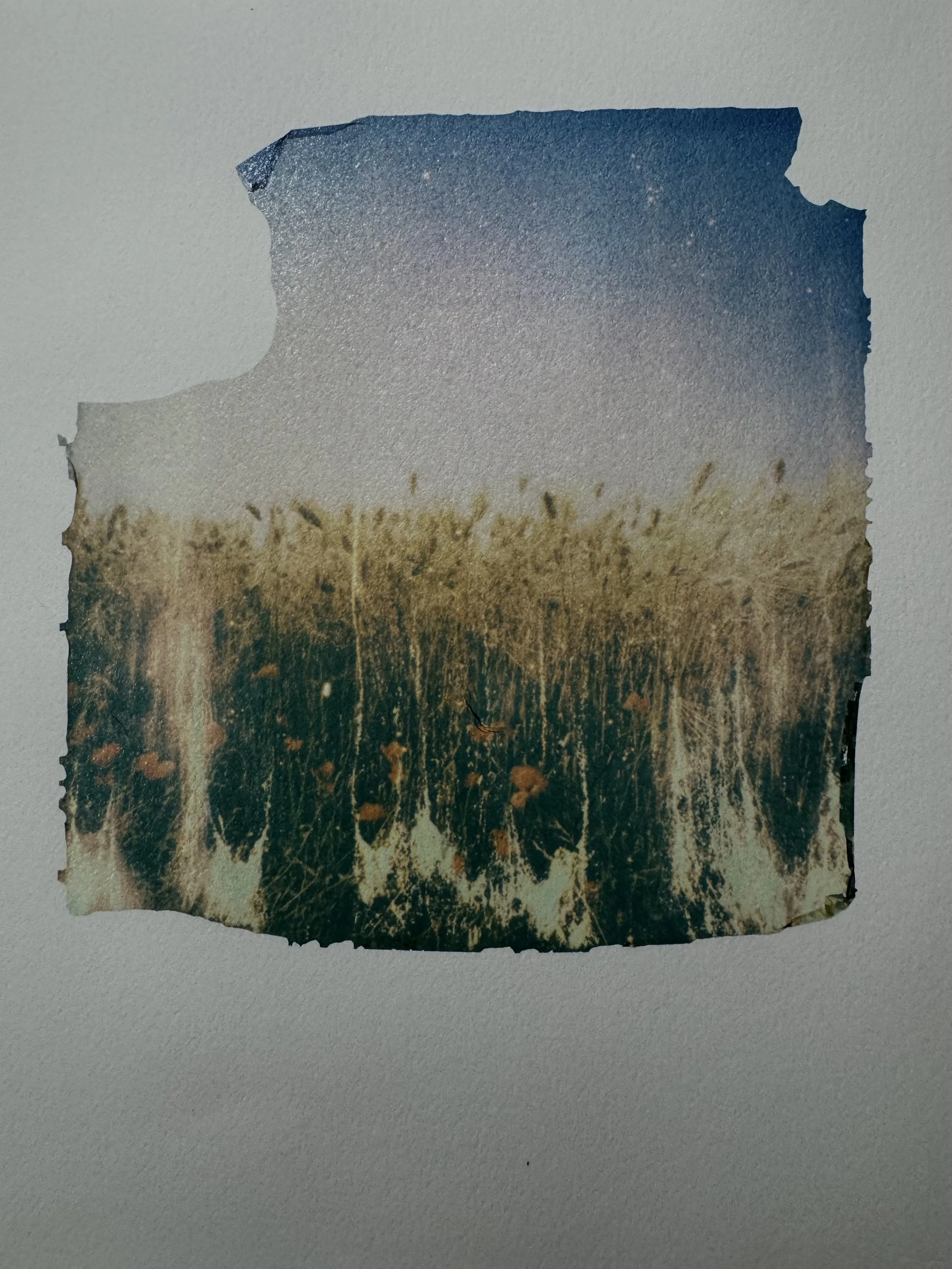 polaroid emulsion on BK Rives paper, 2025