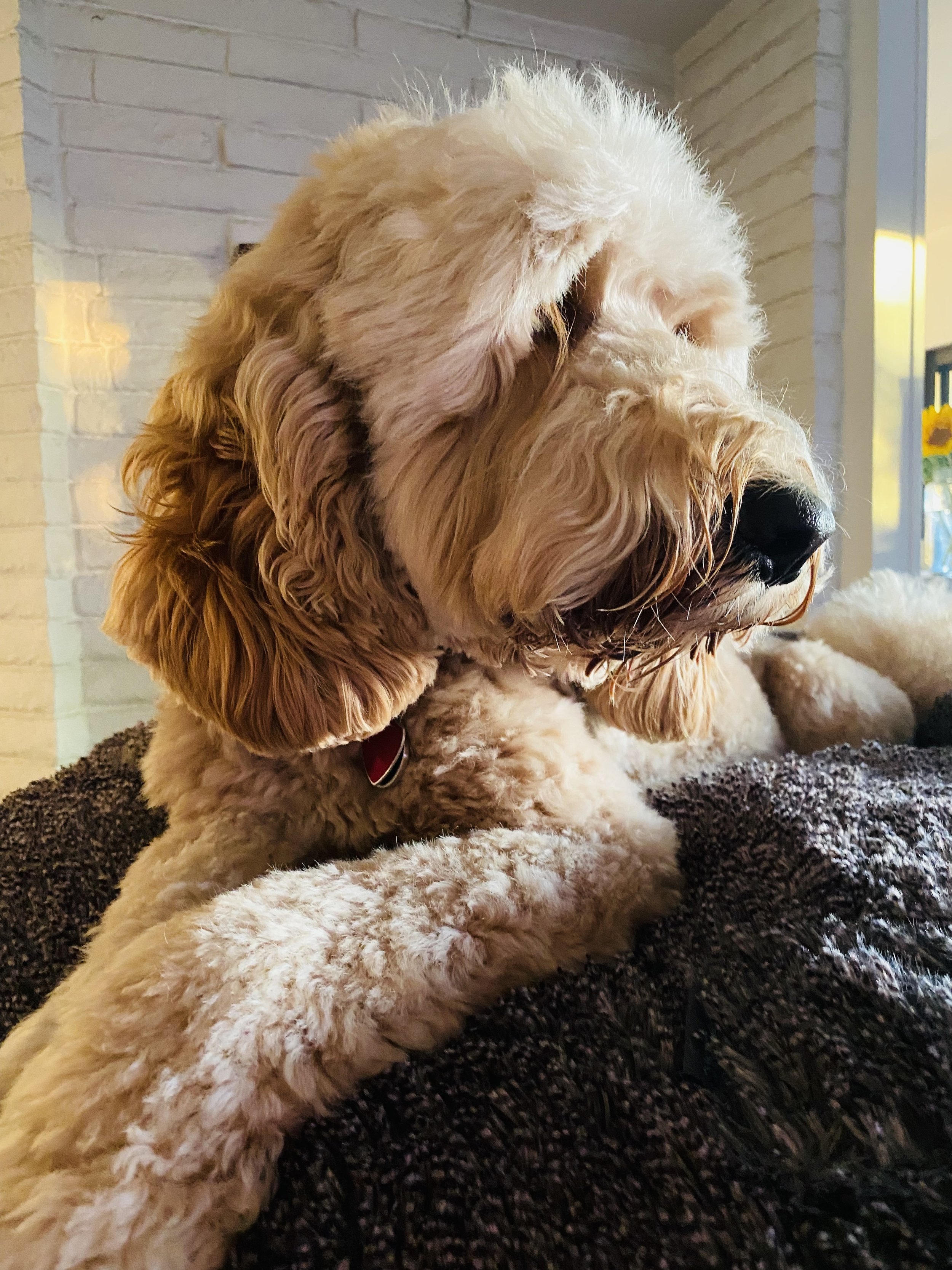 Close-up of a fluffy, light-colored dog with long, floppy ears resting on a textured surface indoors.