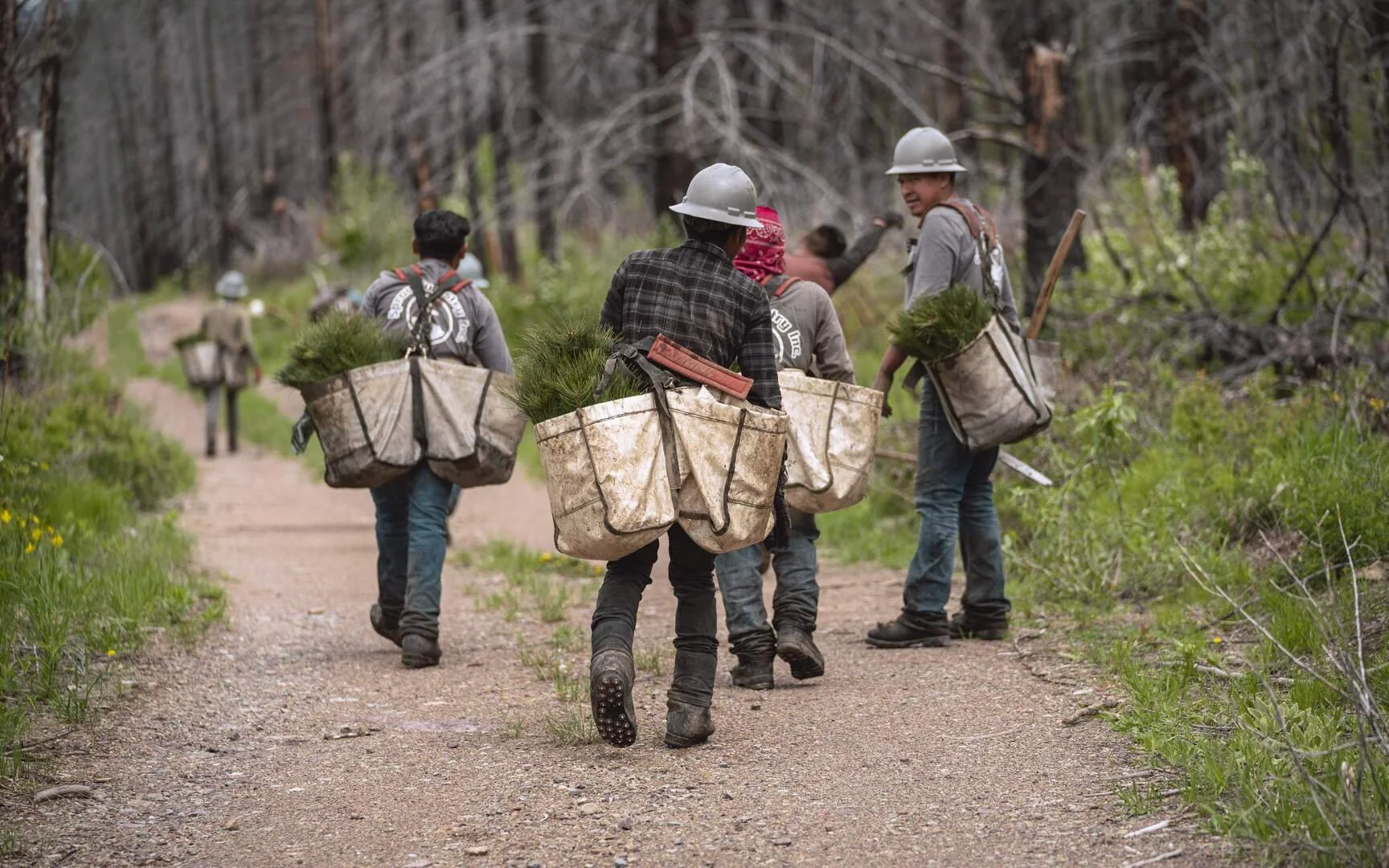 Group of people walking on a dirt trail in a forest, carrying large bags filled with plants or saplings.