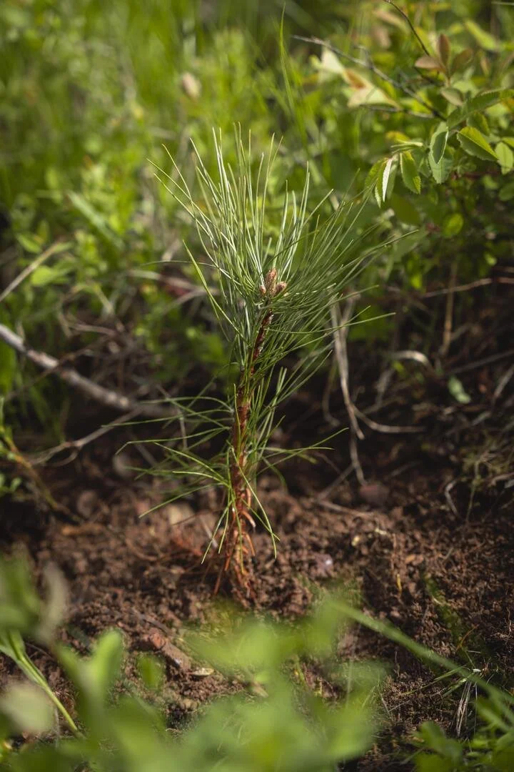 A young pine seedling growing in soil among green plants in a natural setting.