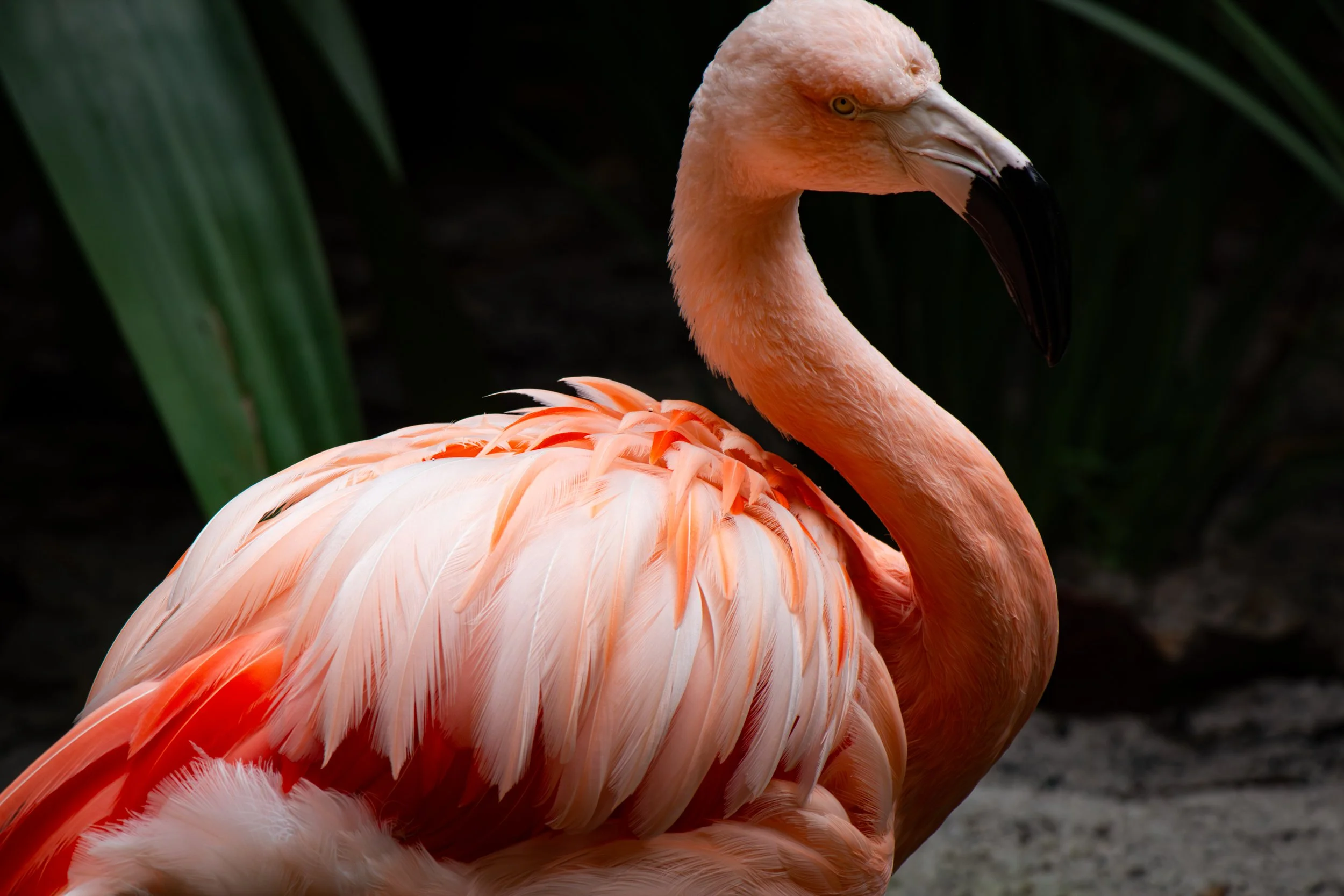 Layered in Pink, #3