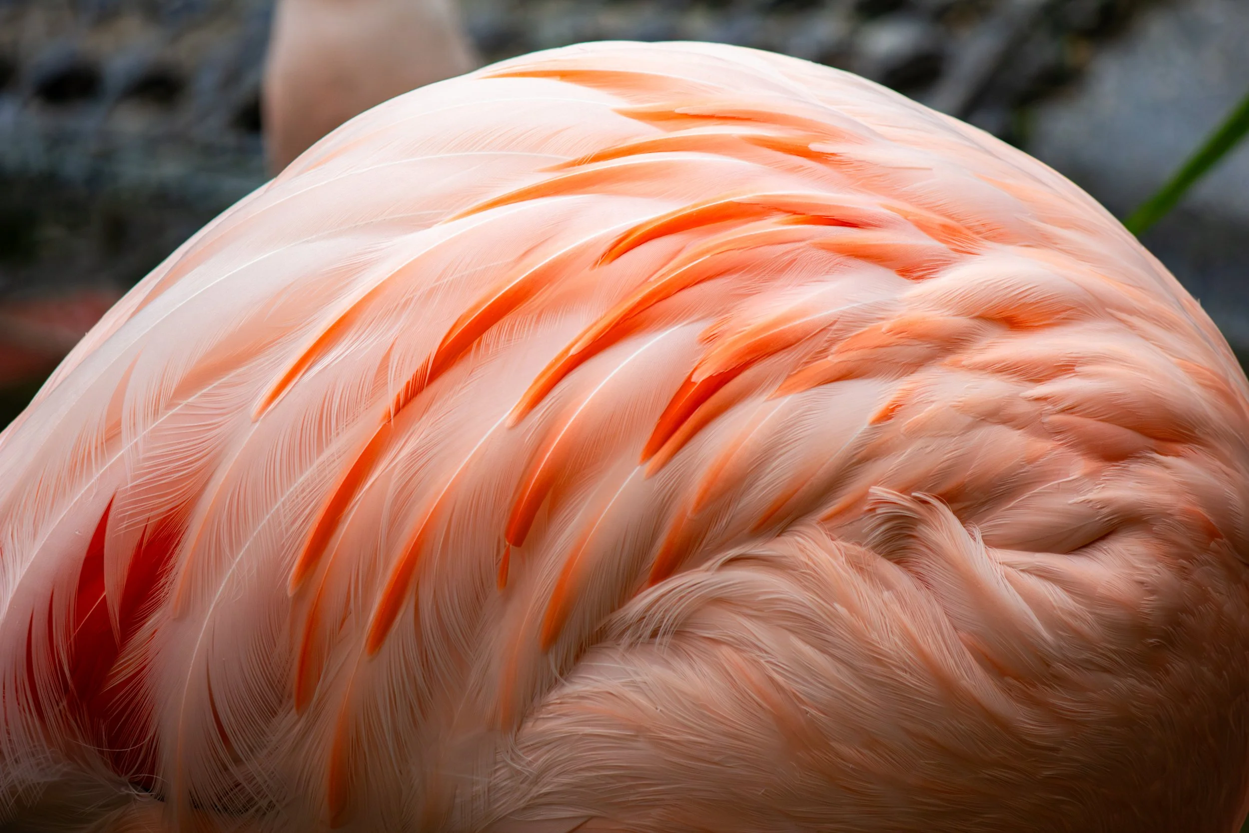 Layered in Pink, #5