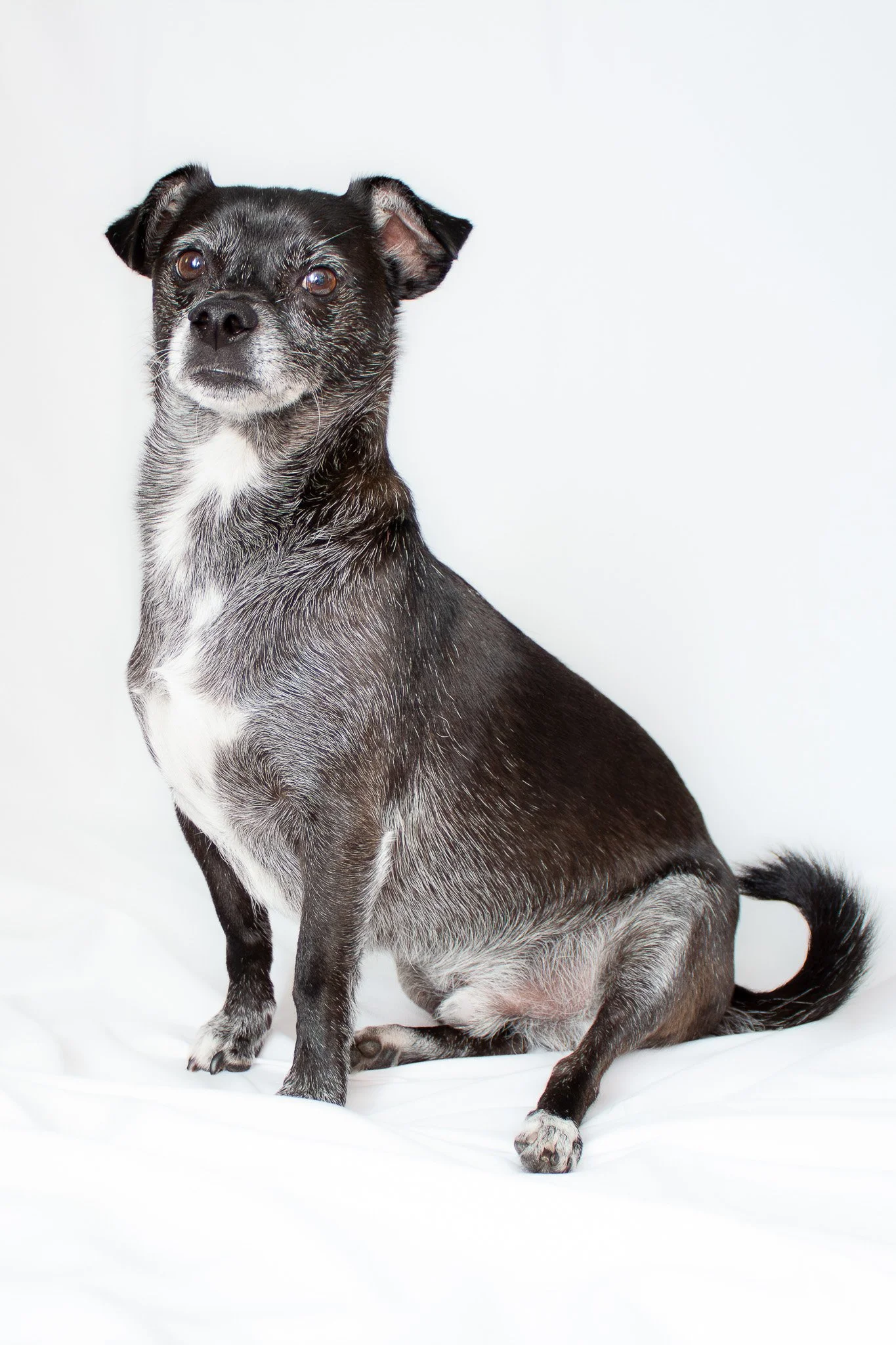 Prancer & Gabi x Melinda Lee Photography-06.jpg