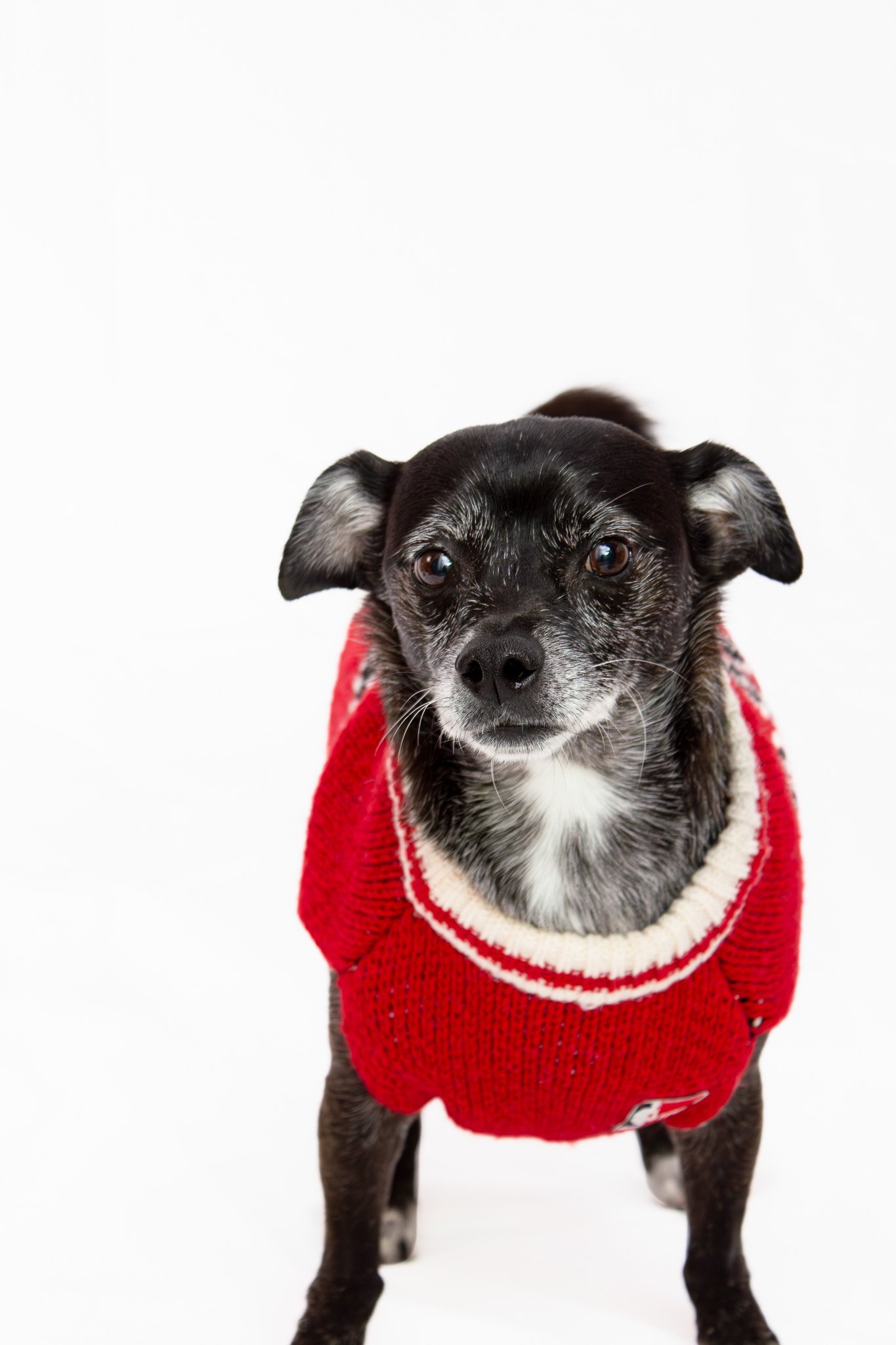 Prancer & Gabi x Melinda Lee Photography-33.jpg