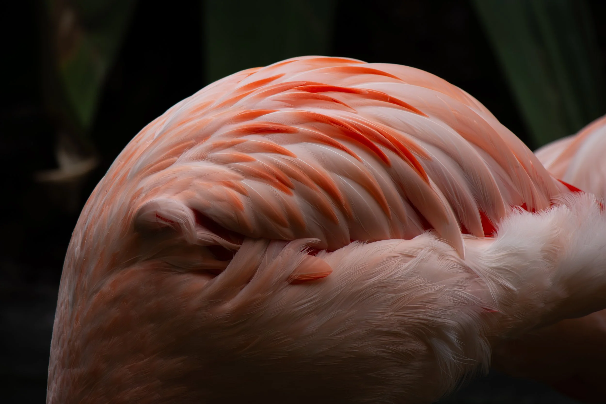 Layered in Pink Series #4 by Melinda Lee Photography.jpg