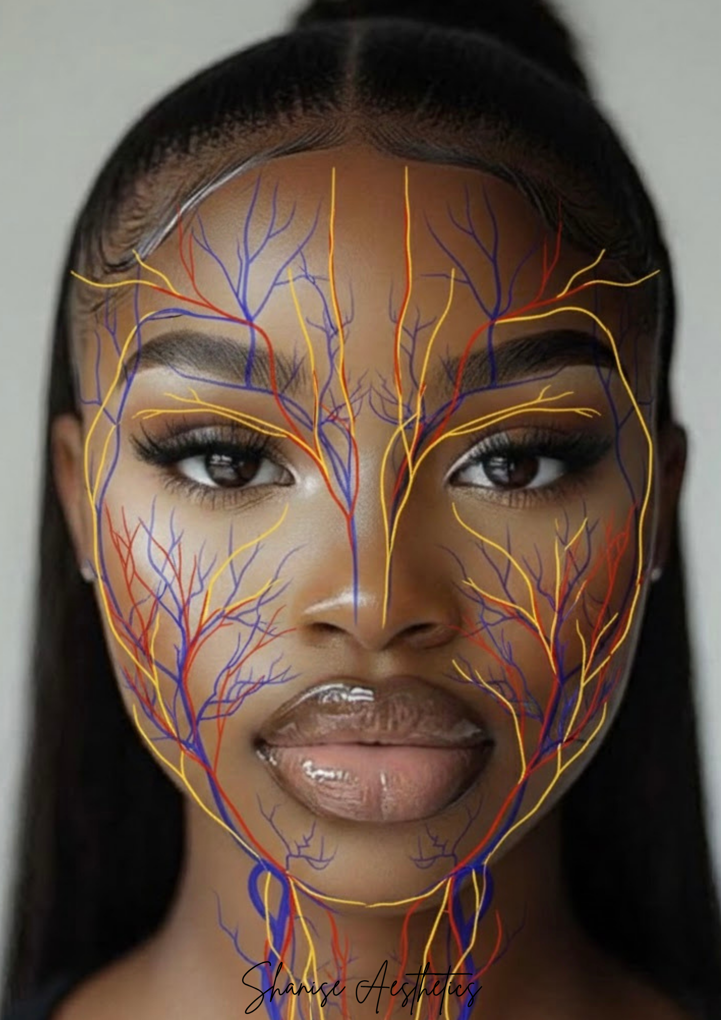 Female Arteries Veins Anatomy