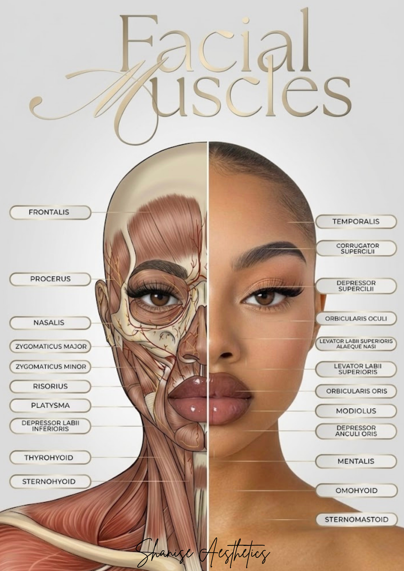 Facial Muscle Chart Light