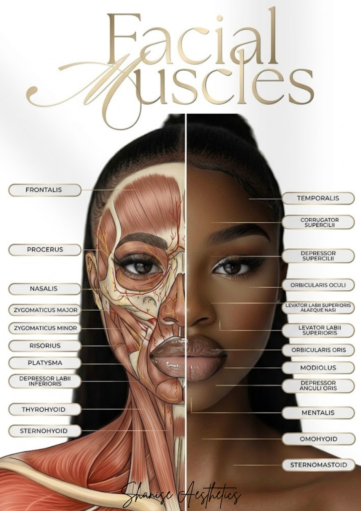 Facial Muscle Chart Brown