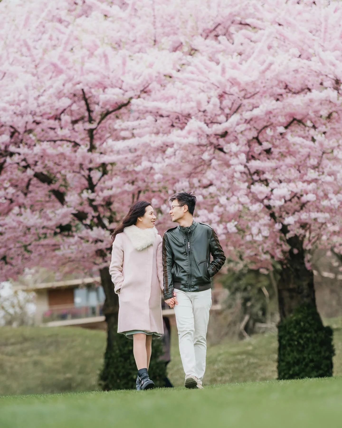 Cherry Blossom Season in Burlington
Among the softest pink blooms, love quietly lingers.
They walk hand in hand beneath the cherry trees,
laughter echoing through the branches like petals in the wind.

Their steps are unhurried, their glances full of