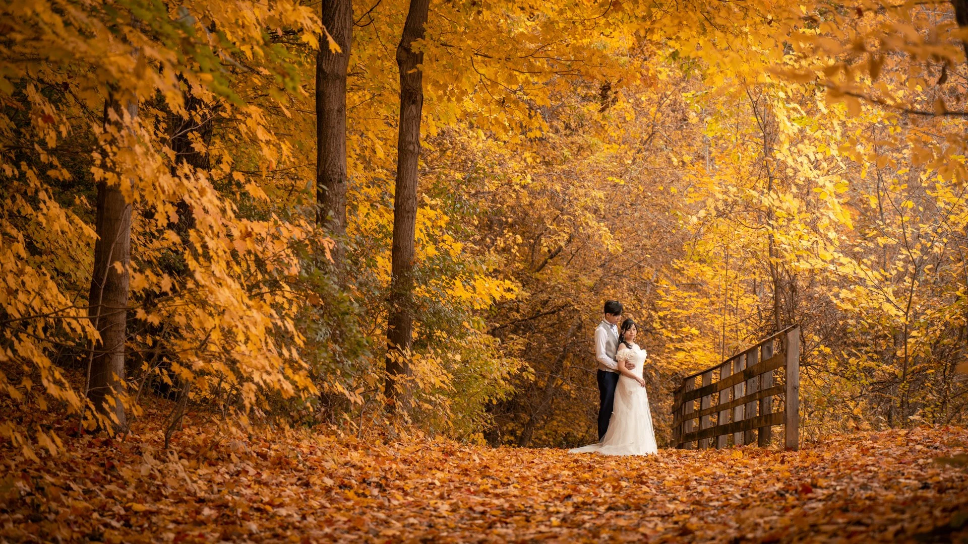 Golden Hour &amp; Amber Leaves: A Romantic Toronto Pre-Wedding Photoshoot in Autumn