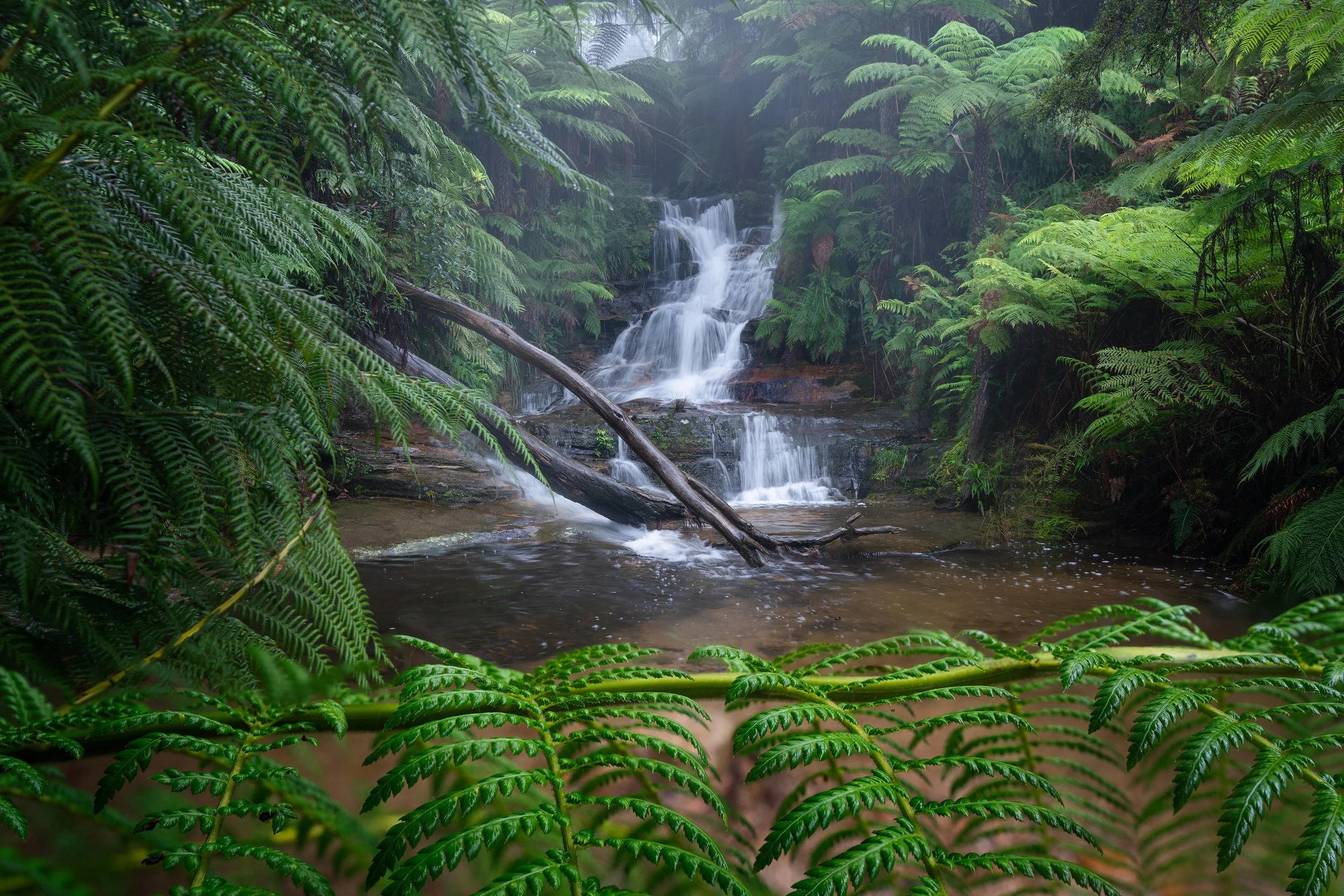 Falls & Ferns