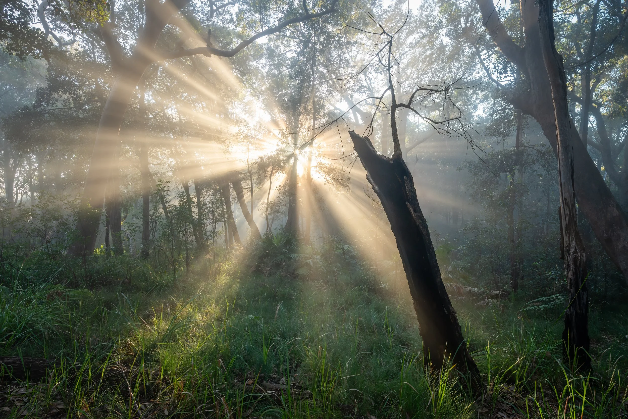 Sun Rays 