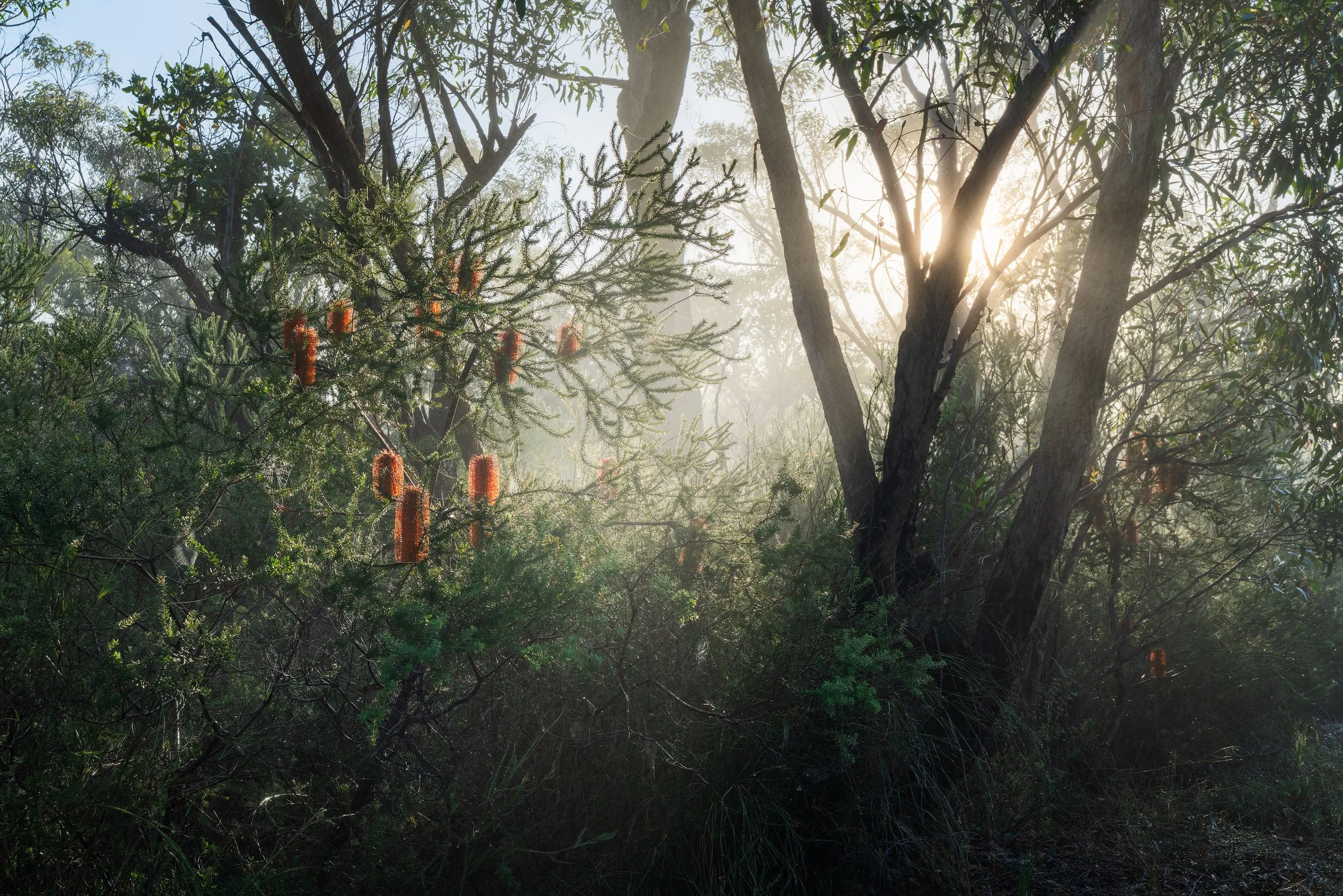 Bottle Brush Rays