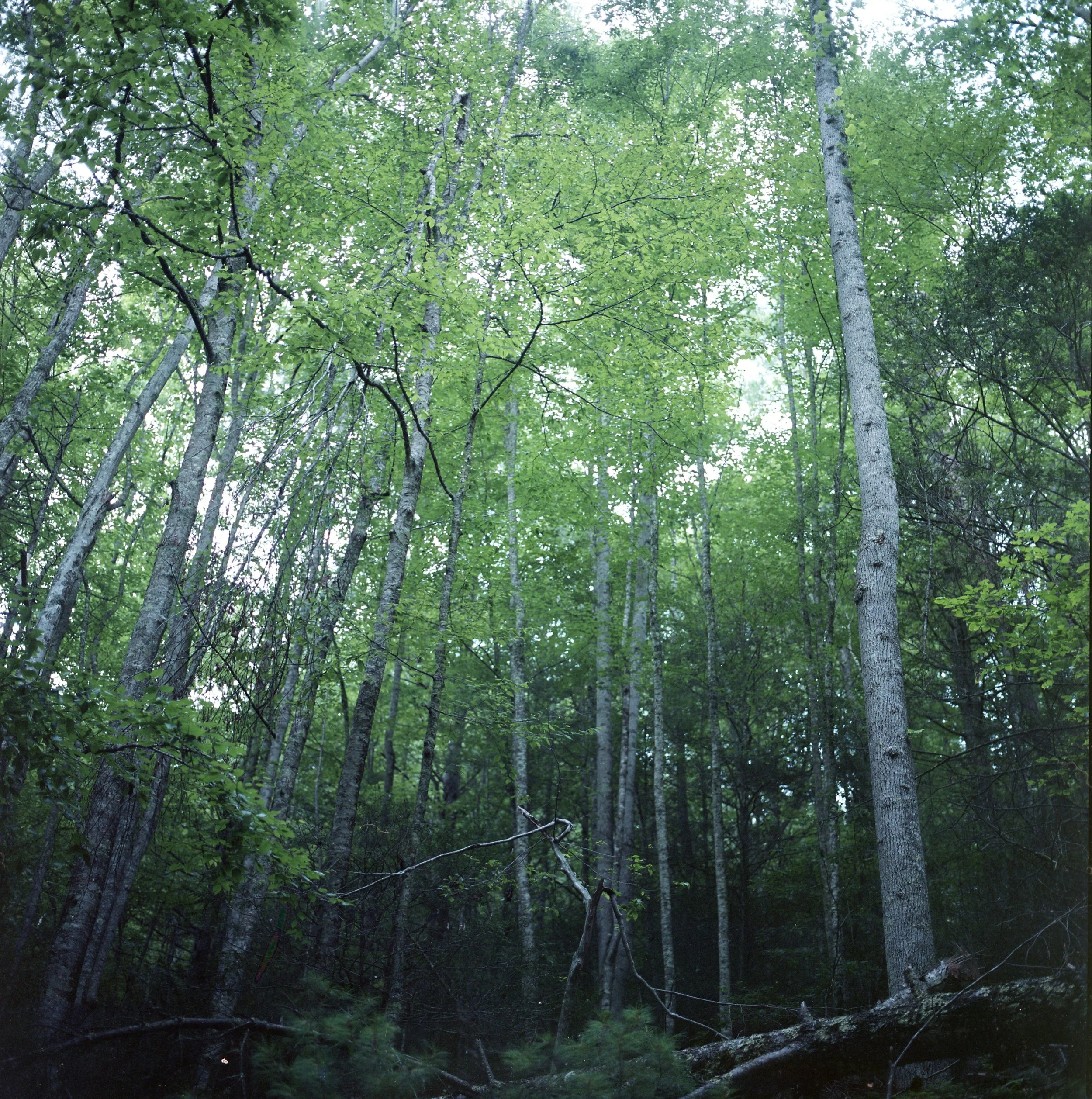 Dense forest with tall trees and green leaves, sunlight filtering through the canopy.