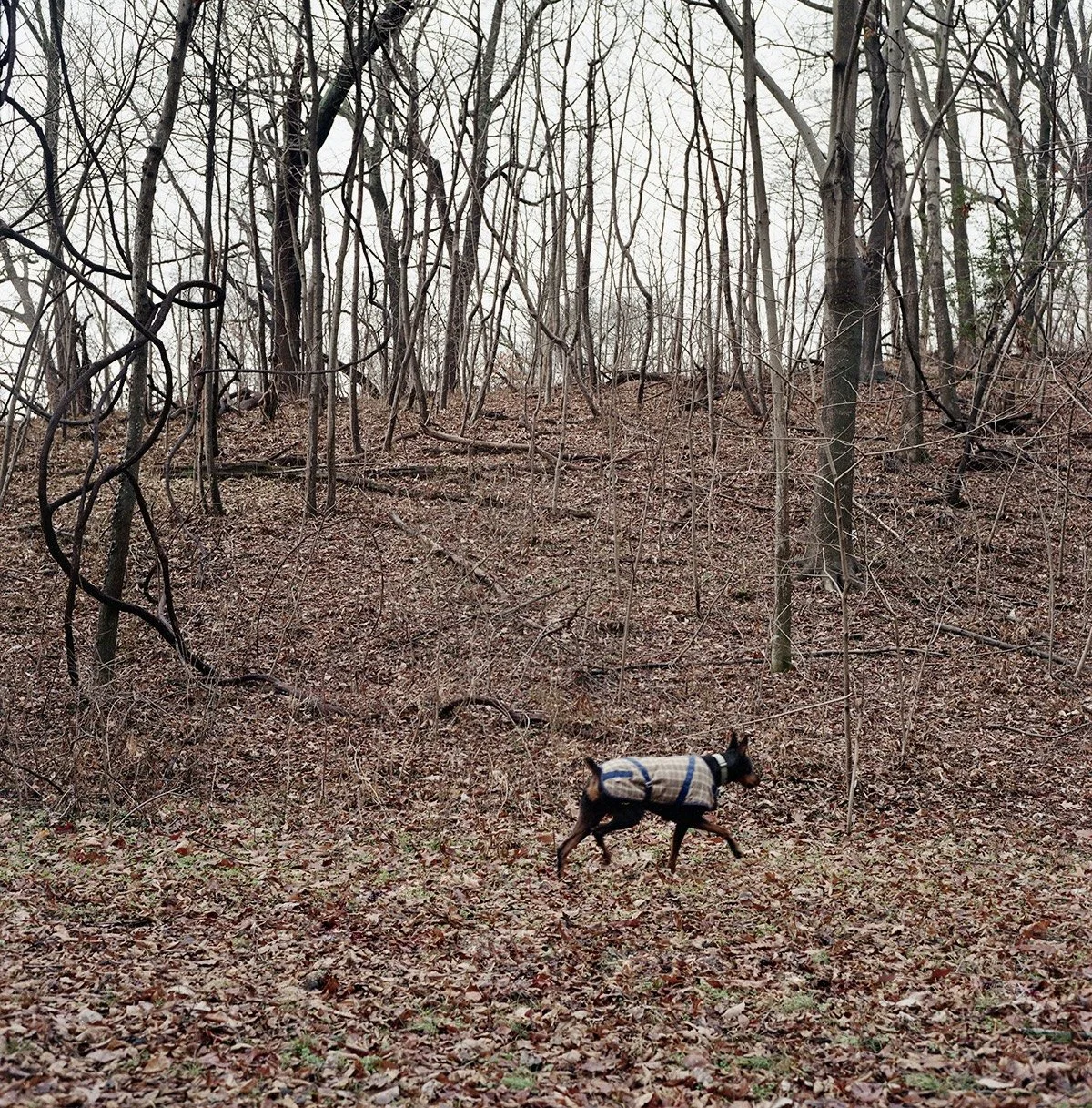 Foss_Jaqueline_Kodak_Gold20260425_05 copy.jpg