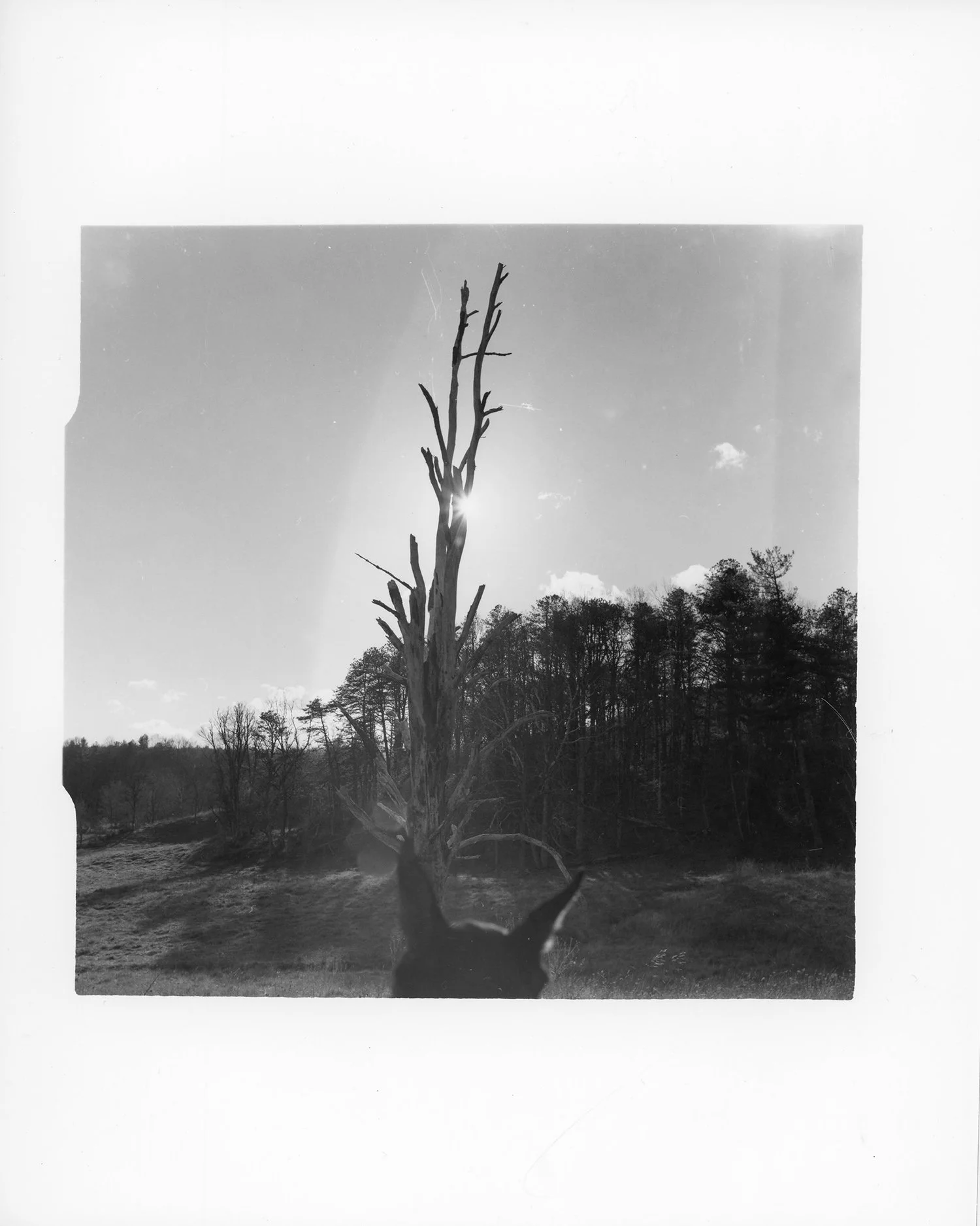 Black and white photo of a barren tree with sunlight behind it, a grassy field, and forested hills in the background, with part of a dog's head in the foreground.
