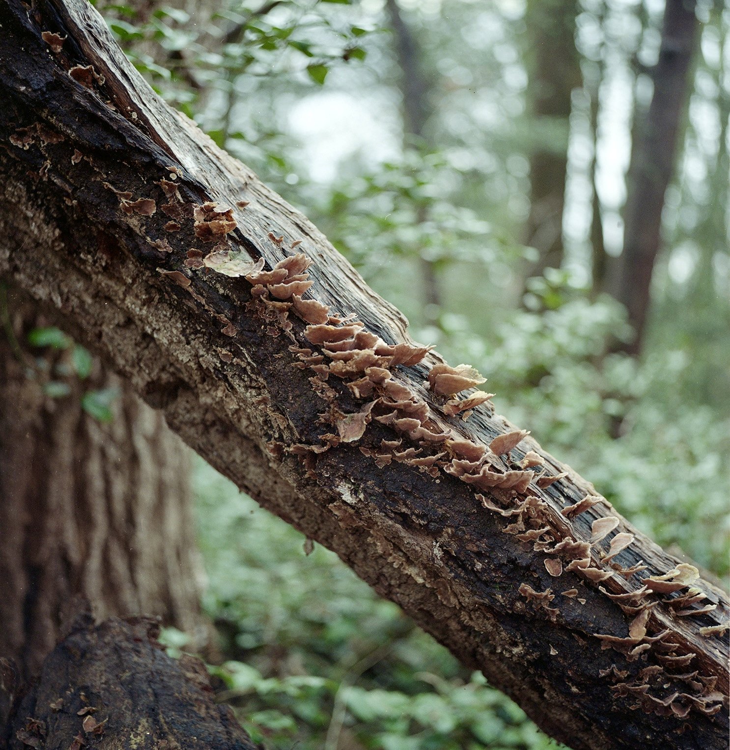 Foss_Jaqueline_Kodak_Gold20260425_03 copy.jpg