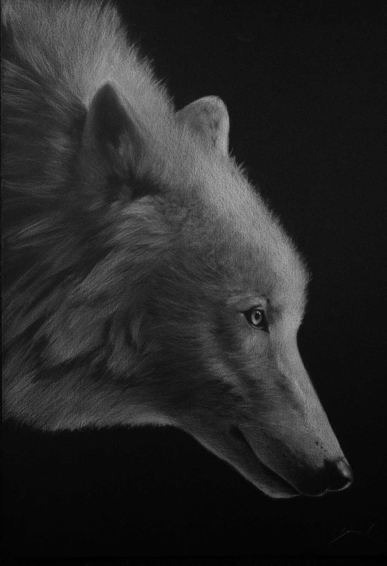 Lobo