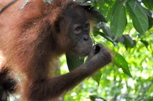 Borneo - Den Grønne Ø