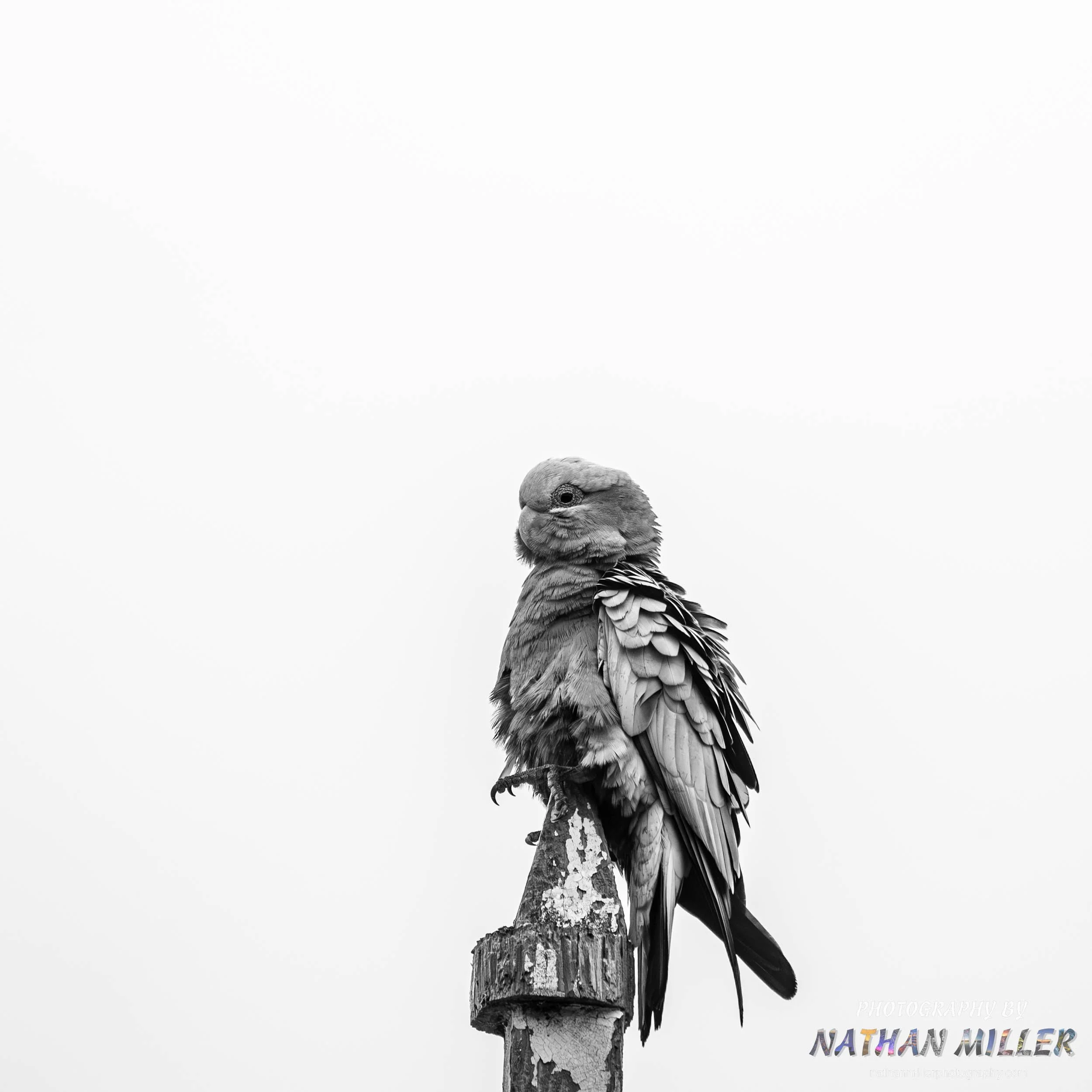 Monochrome Galah.jpg