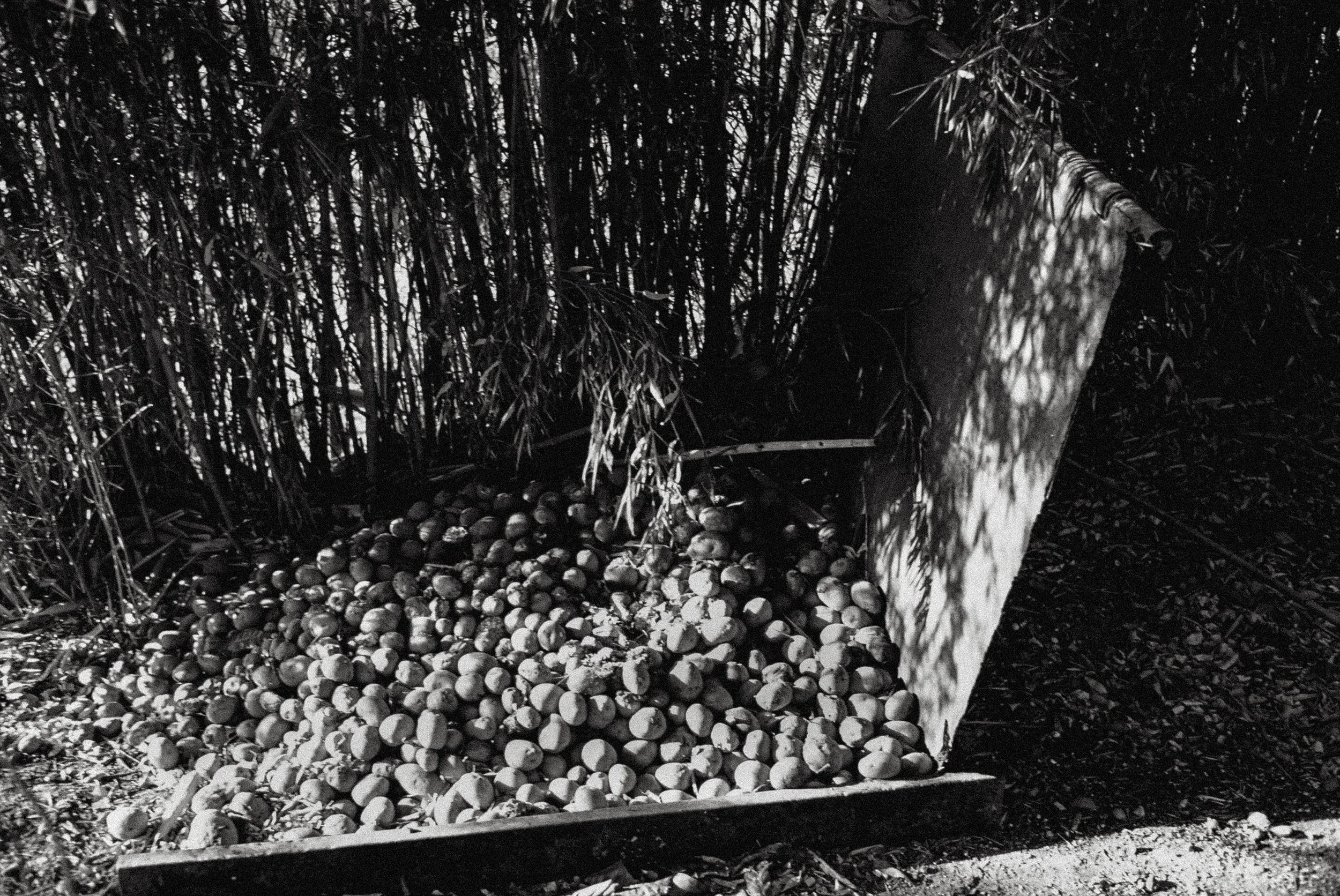 patatas copy.jpg