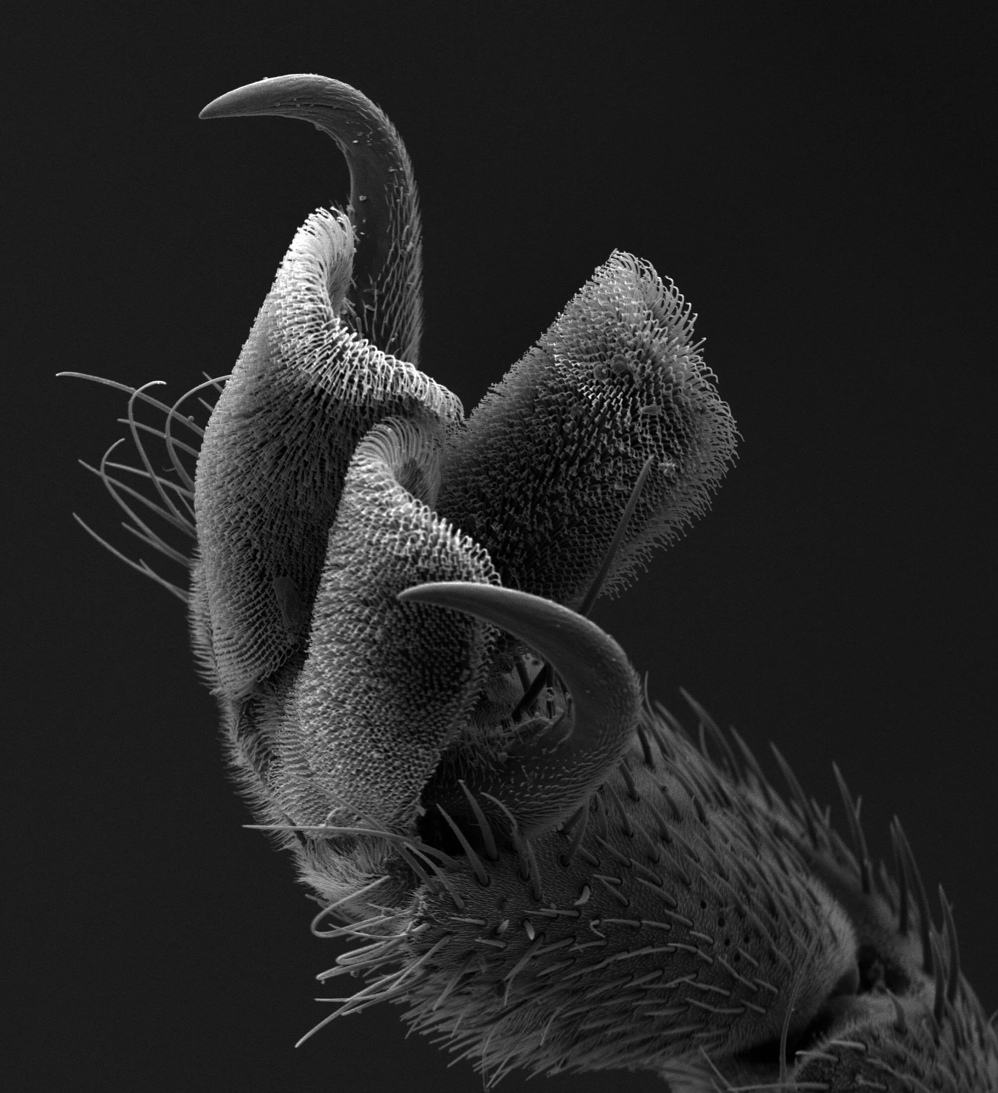This is a scanning electron microscope (SEM) image of a horsefly tarsal claw. Image taken at Duke University by VAT. Please do not duplicate without permission and credit.