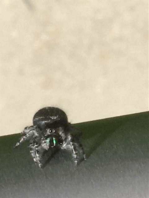 This is a color gif of a gray friendly spider, looking at the camera and cleaning its pedipalps. Taken by VAT