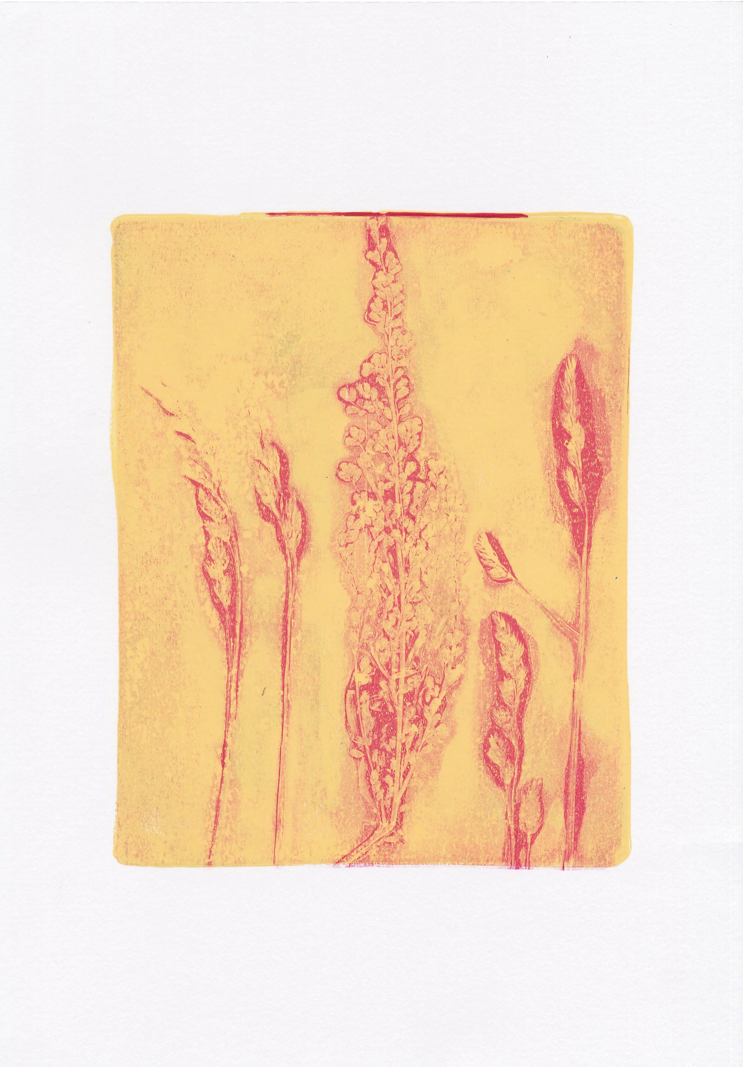 Plant Monotype