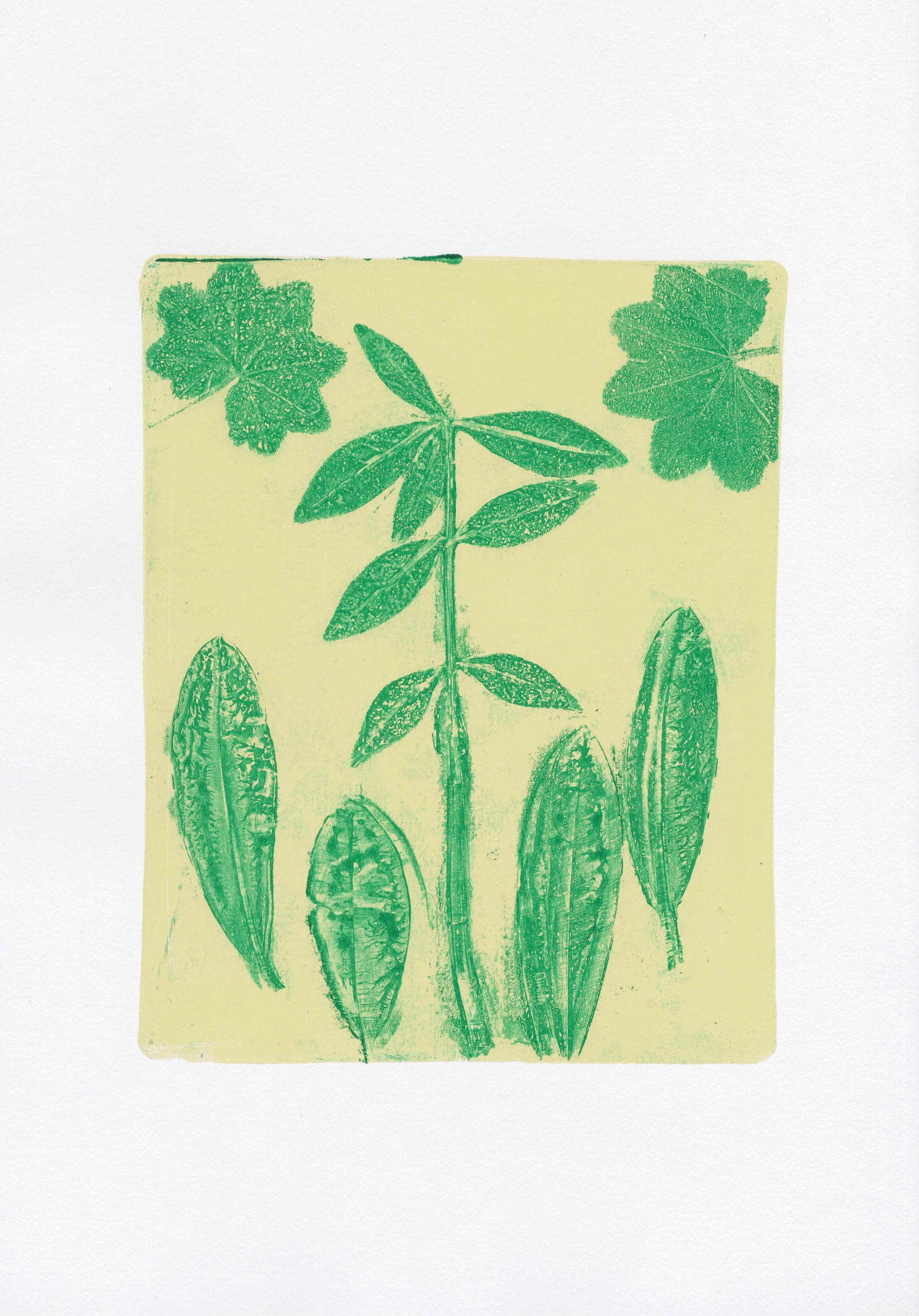 Plant Monotype
