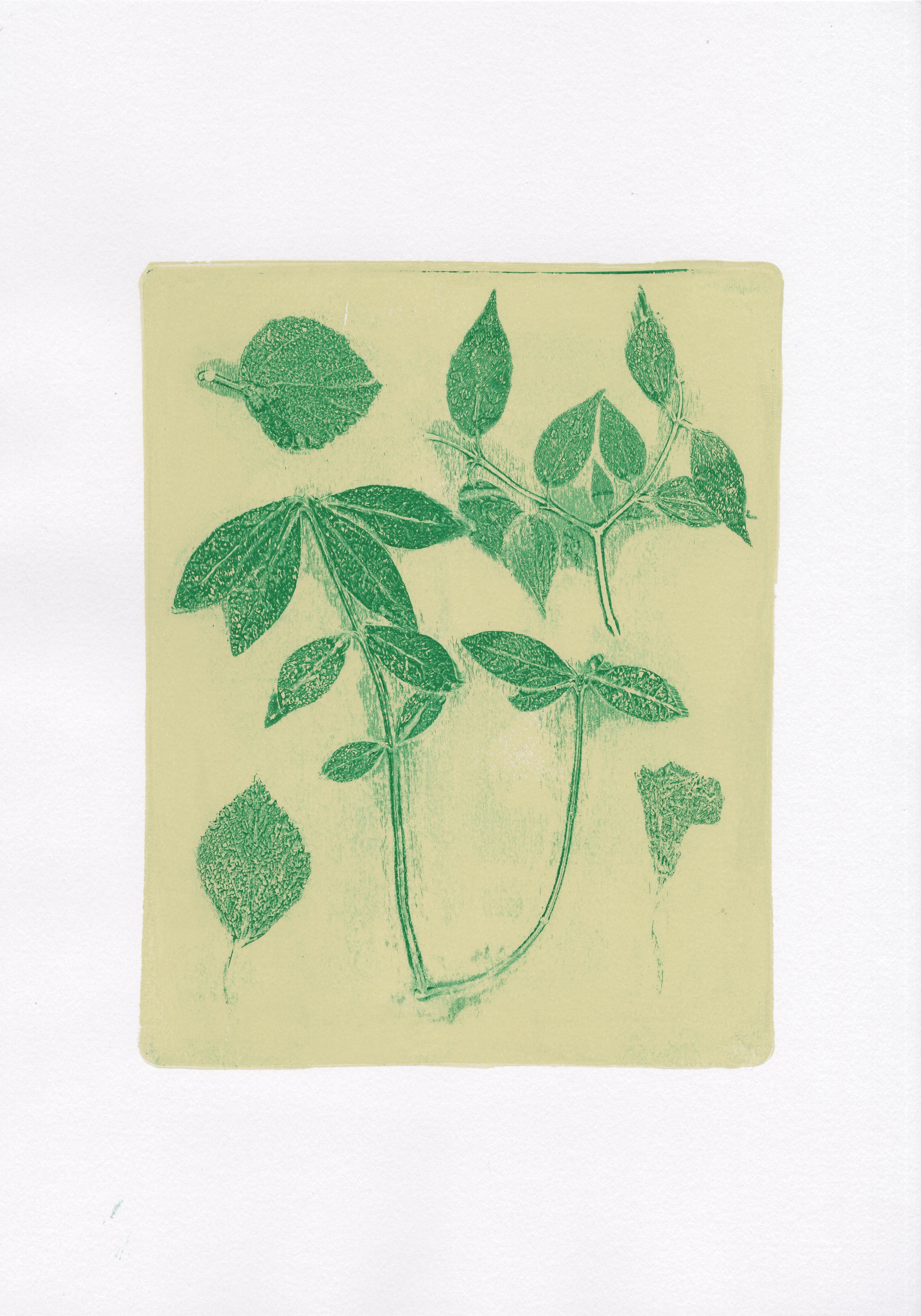 Plant Monotype