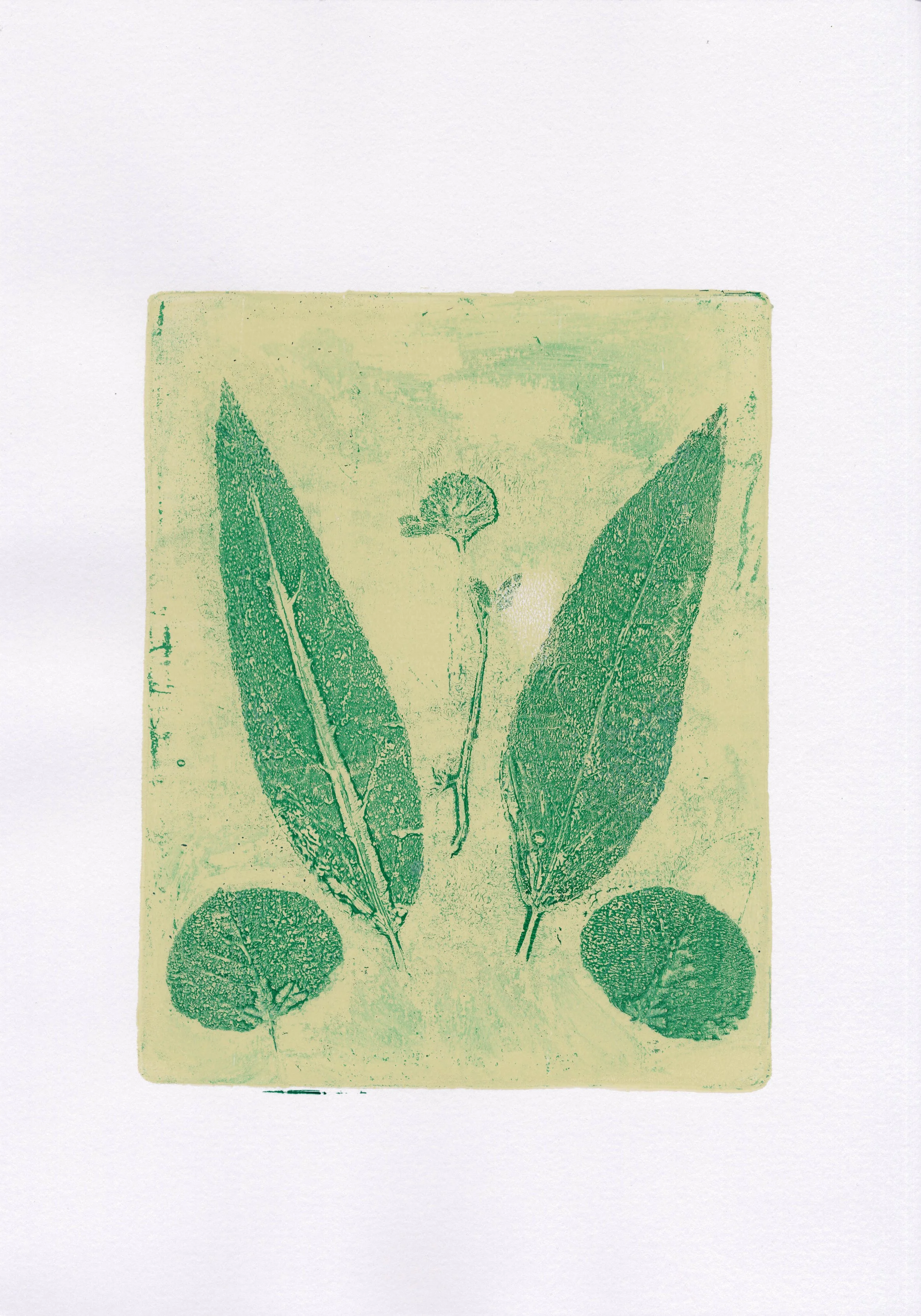 Plant Monotype