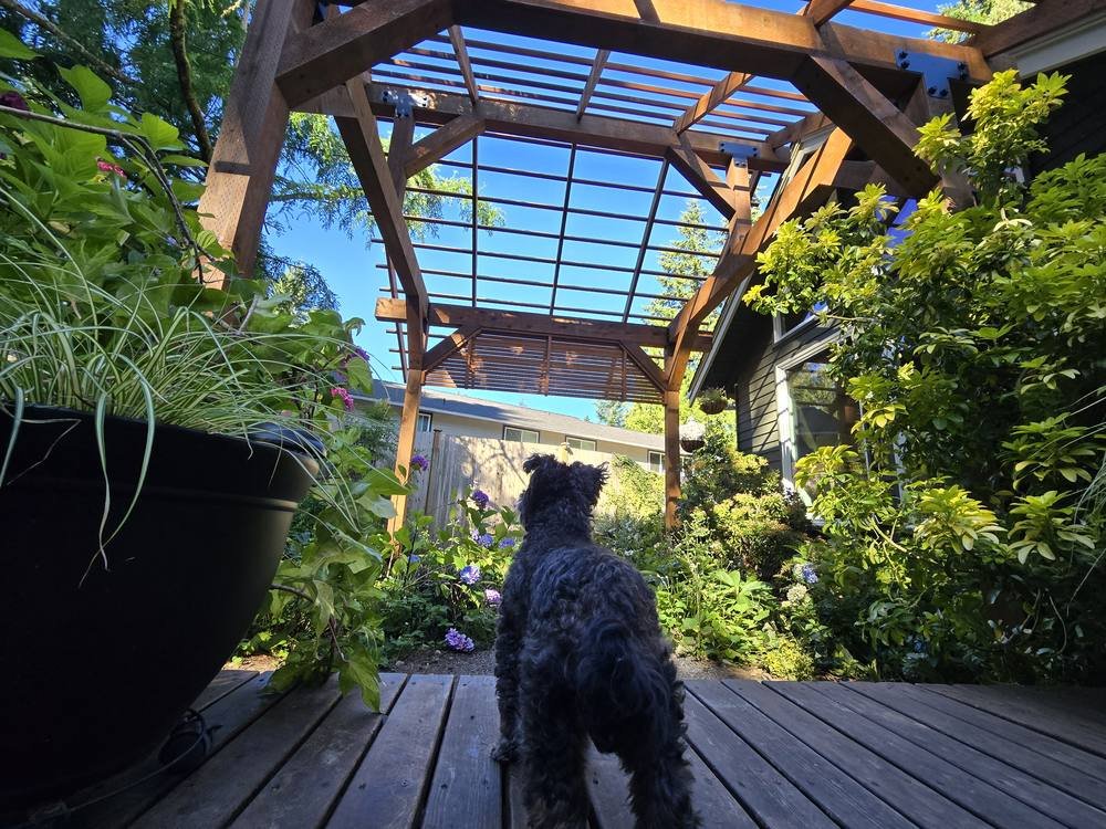 Dog on the back deck looking out under the new timber frame pergola