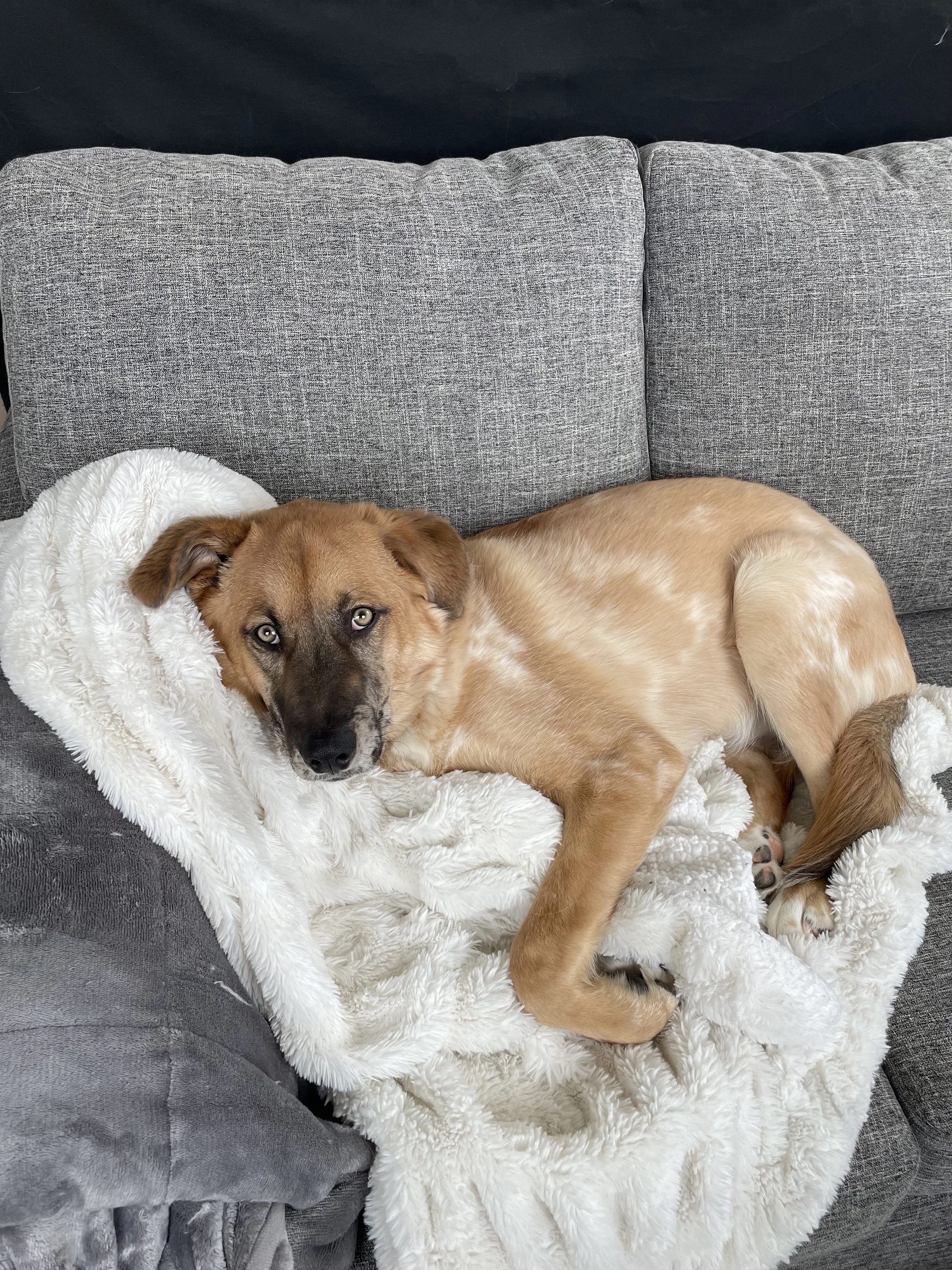 Animal therapy in Oakbank, Anola, Beausejour