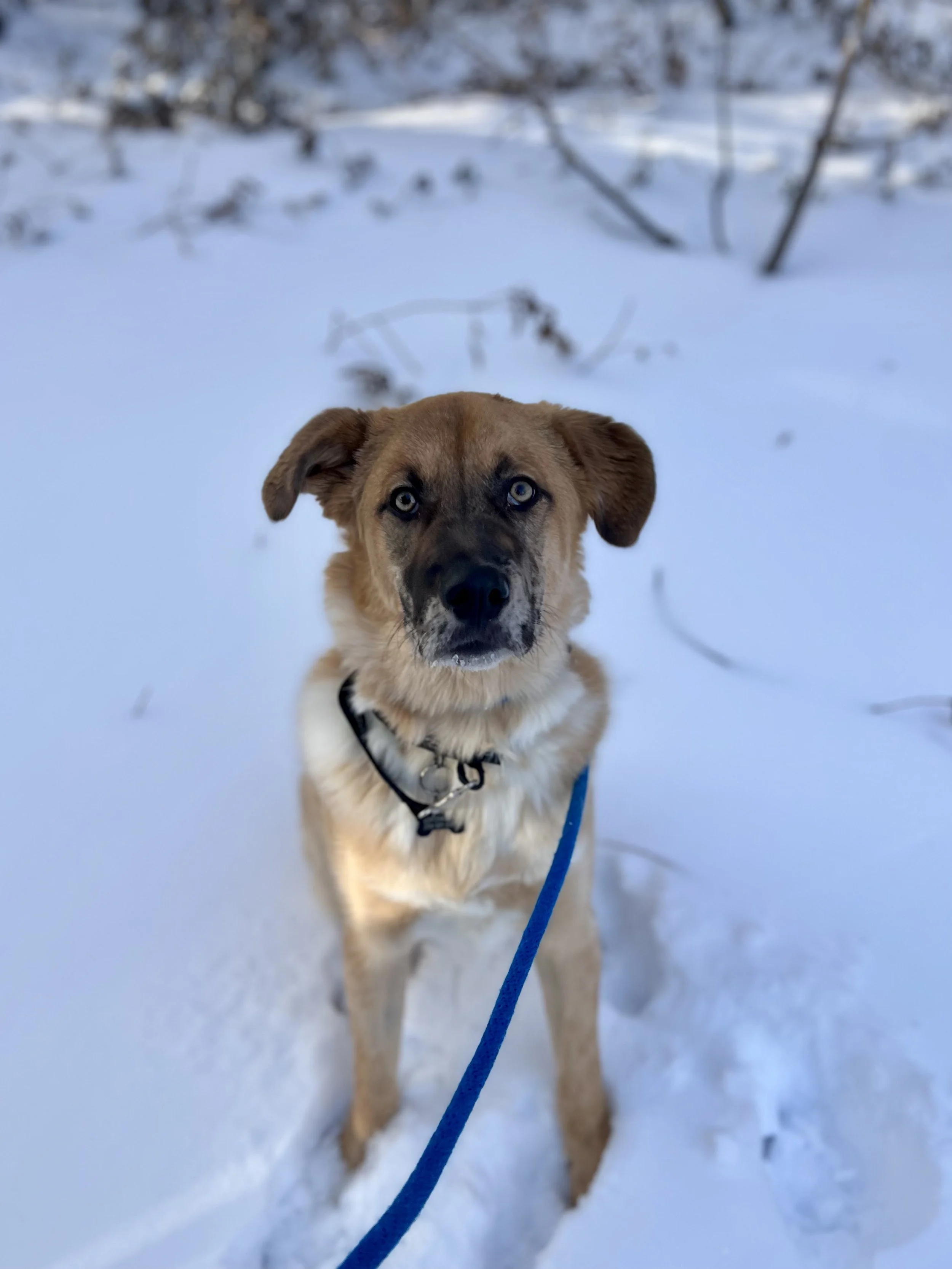 Counselling in Oakbank Anola and Winnipeg with animal assisted therapy