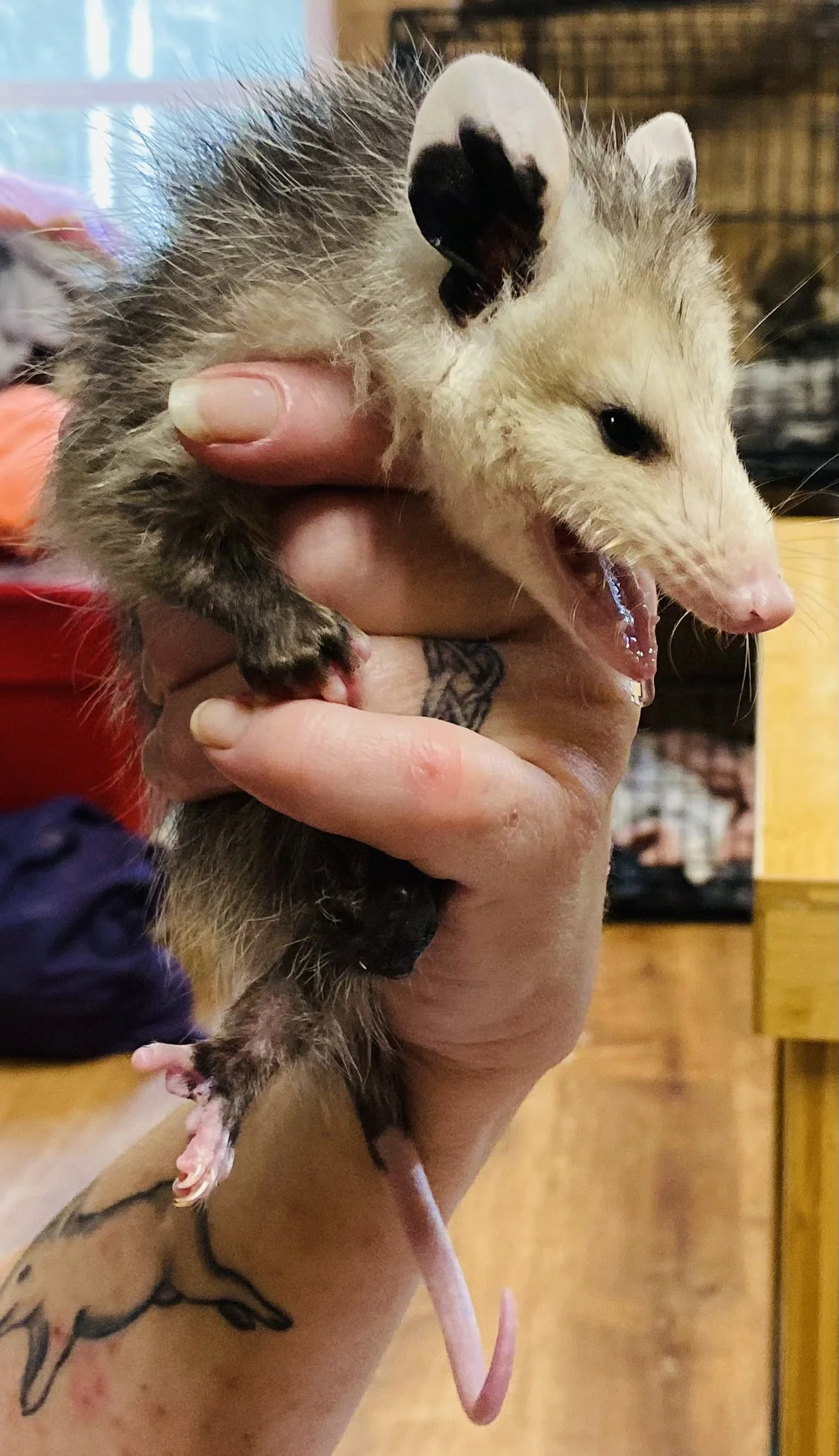 Close-up of a person holding a baby mouse with light cream and black fur. The mouse's mouth is open, showing small teeth, and it has a pink tail and paws. The person has tattoos on their arm.