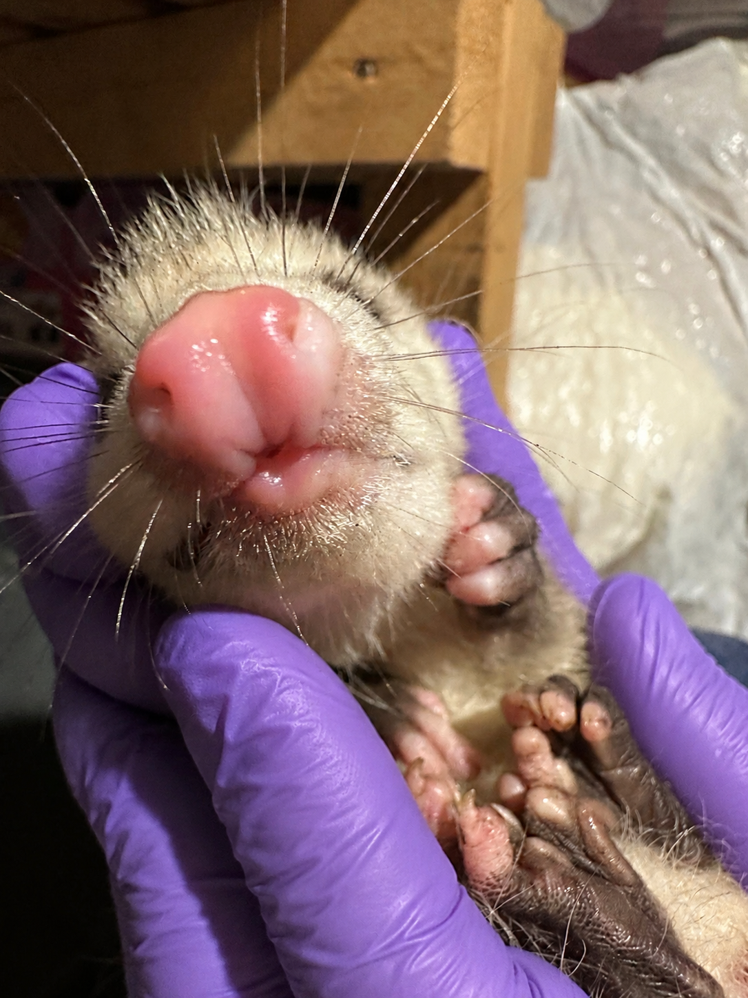 Close-up of a baby animal, likely a puppy or kitten, being held by a person wearing purple gloves, with a focus on its nose and face.
