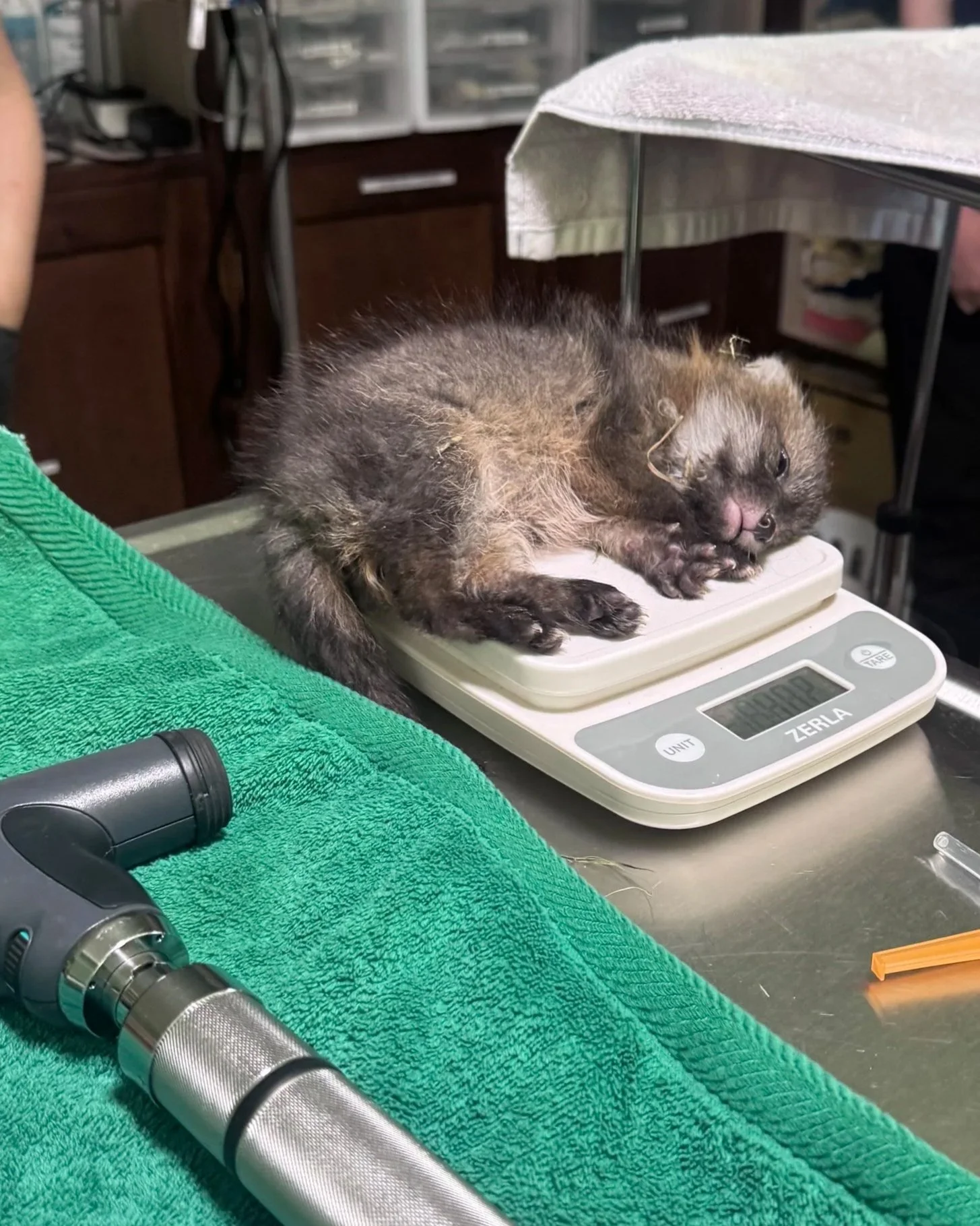 A ferret lying on a digital scale in a laboratory or veterinary setting. The scale displays a weight of 2.02 pounds. Nearby are a green towel, a flashlight, and a black monocular device. In the background are storage drawers and lab equipment.