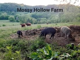 Mossy Hollow Farm