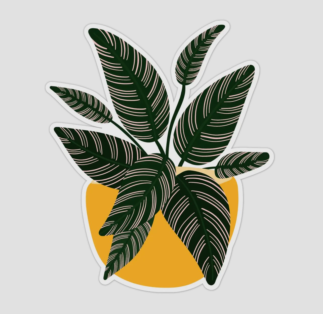 Calathea Pinstripe Sticker