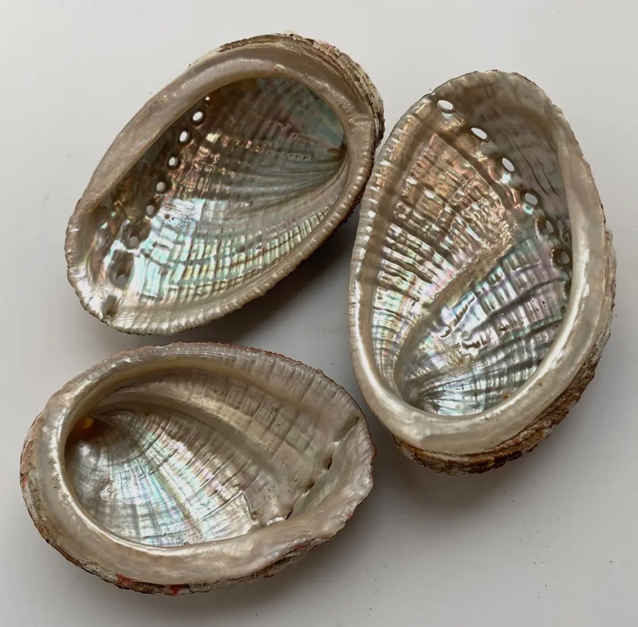 Abalone shell