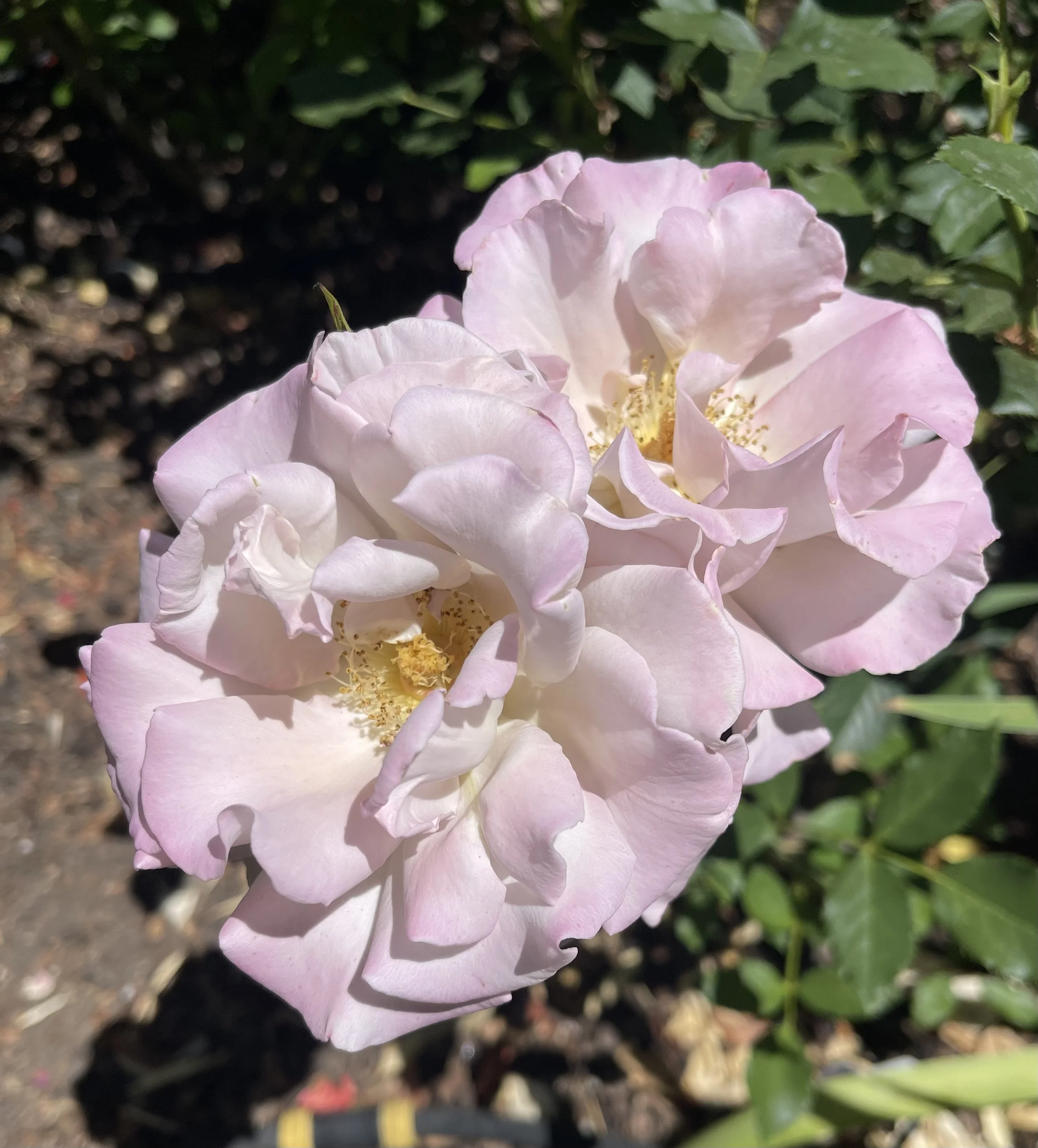 IMG_6834.jpeg