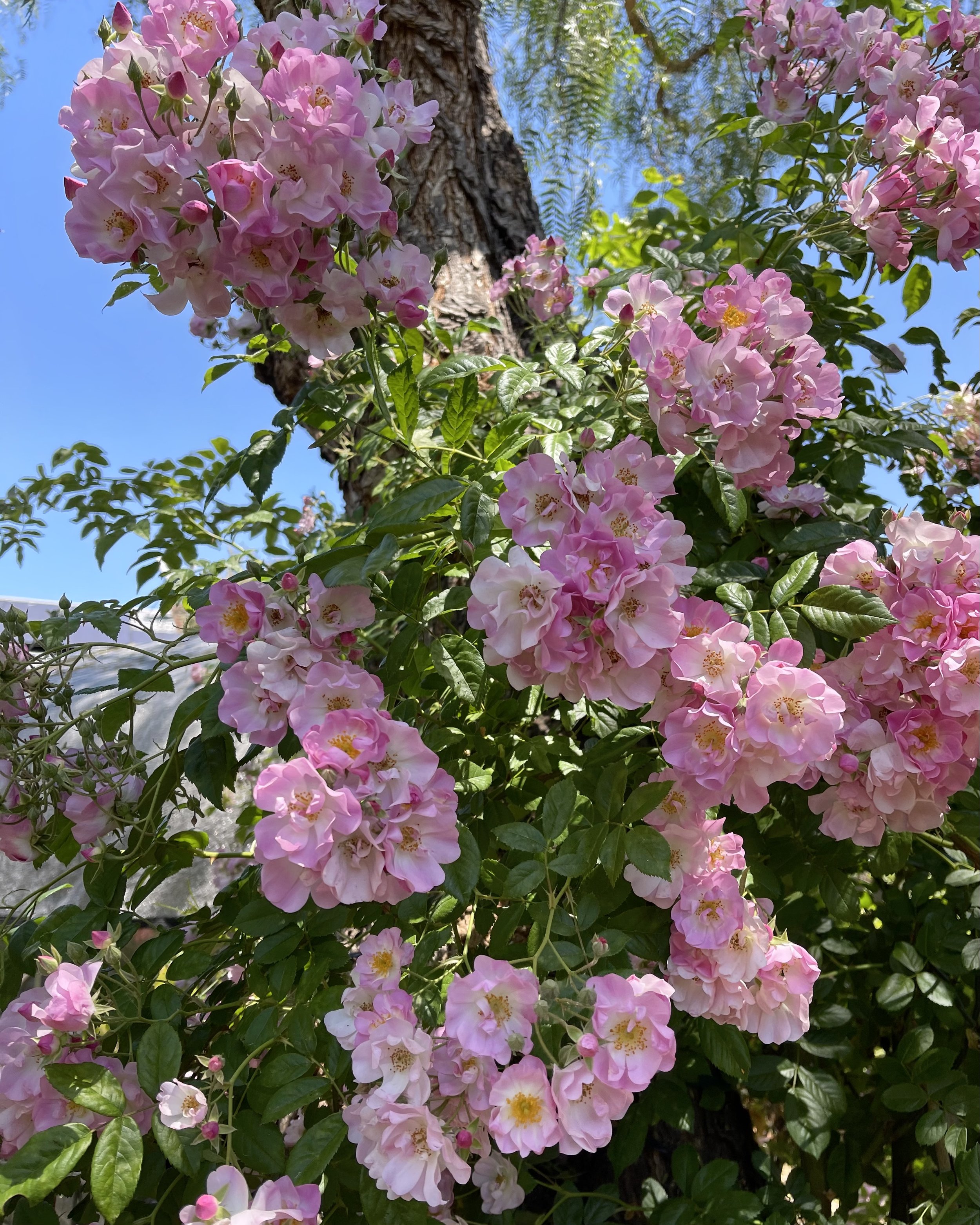 IMG_0718.jpeg